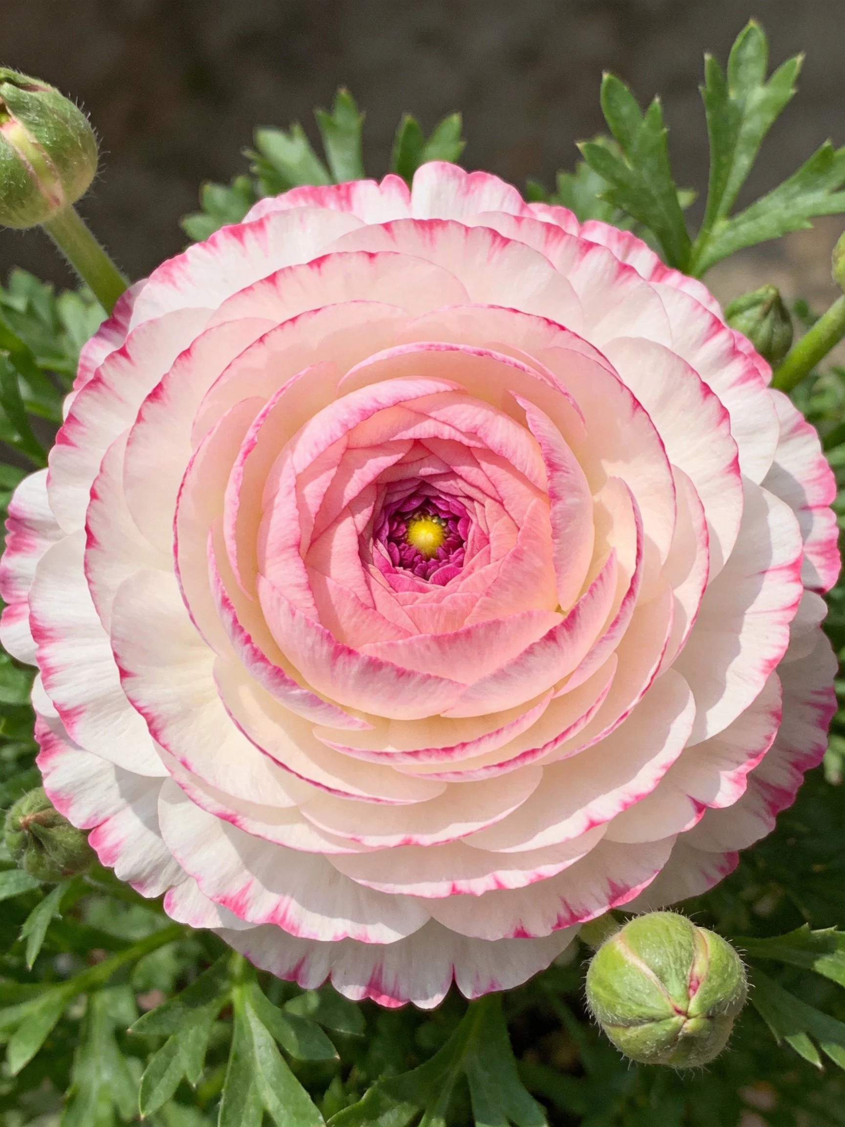 Pink and white layered ranunculus flower with green buds