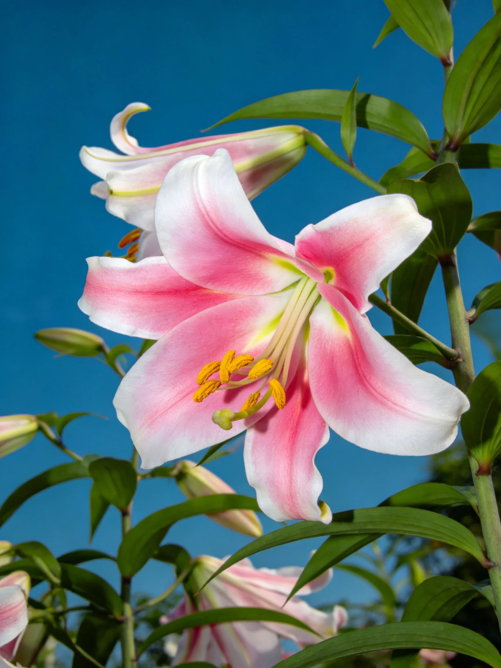 Pink and white lilies bloom against a vivid blue sky