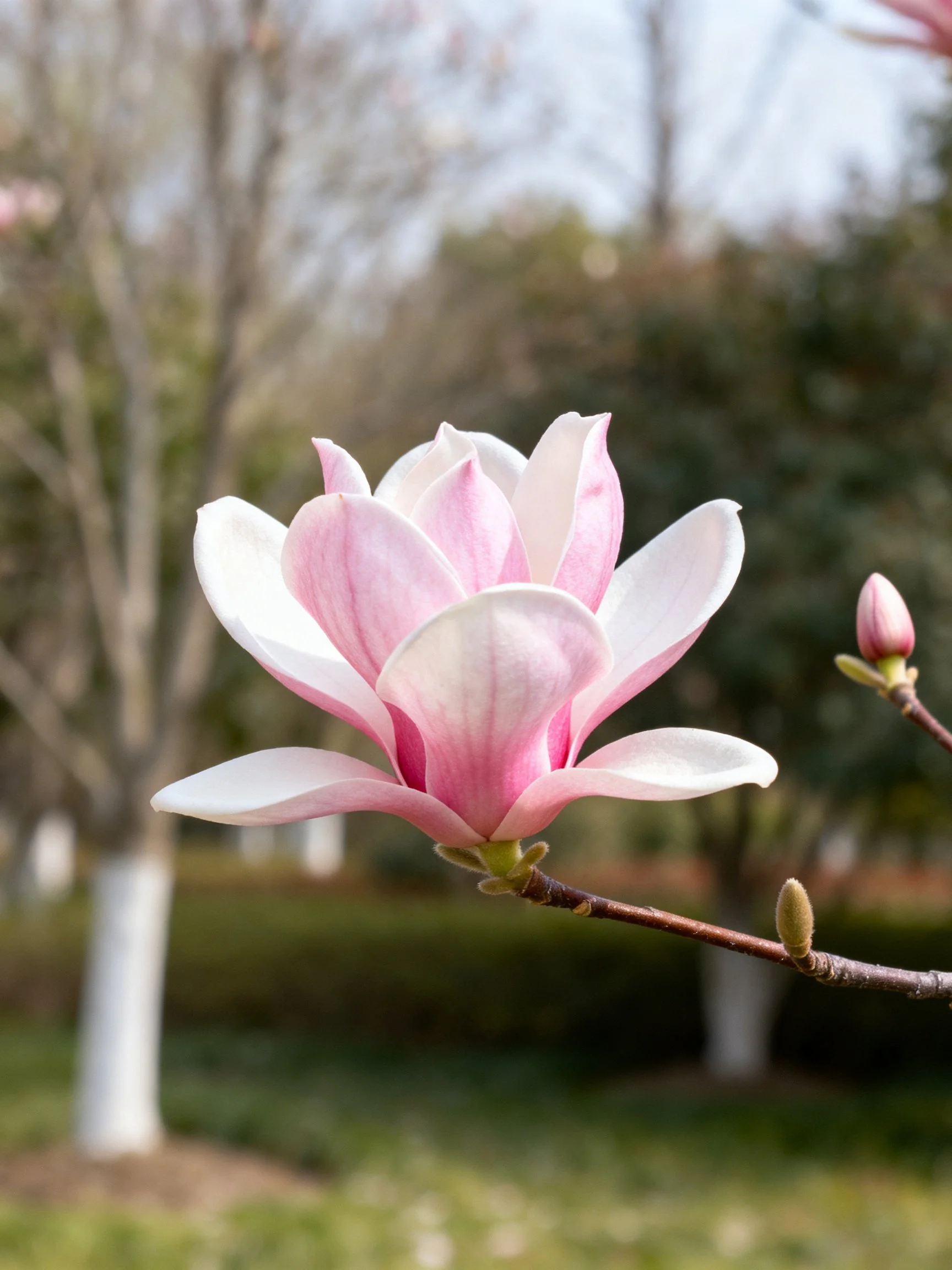 Pink and white magnolia flower blooming near budding branch