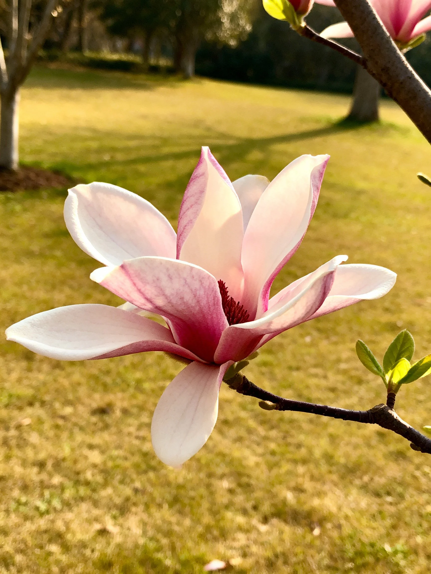 Pink and white magnolia flower blooming on a tree branch in a park