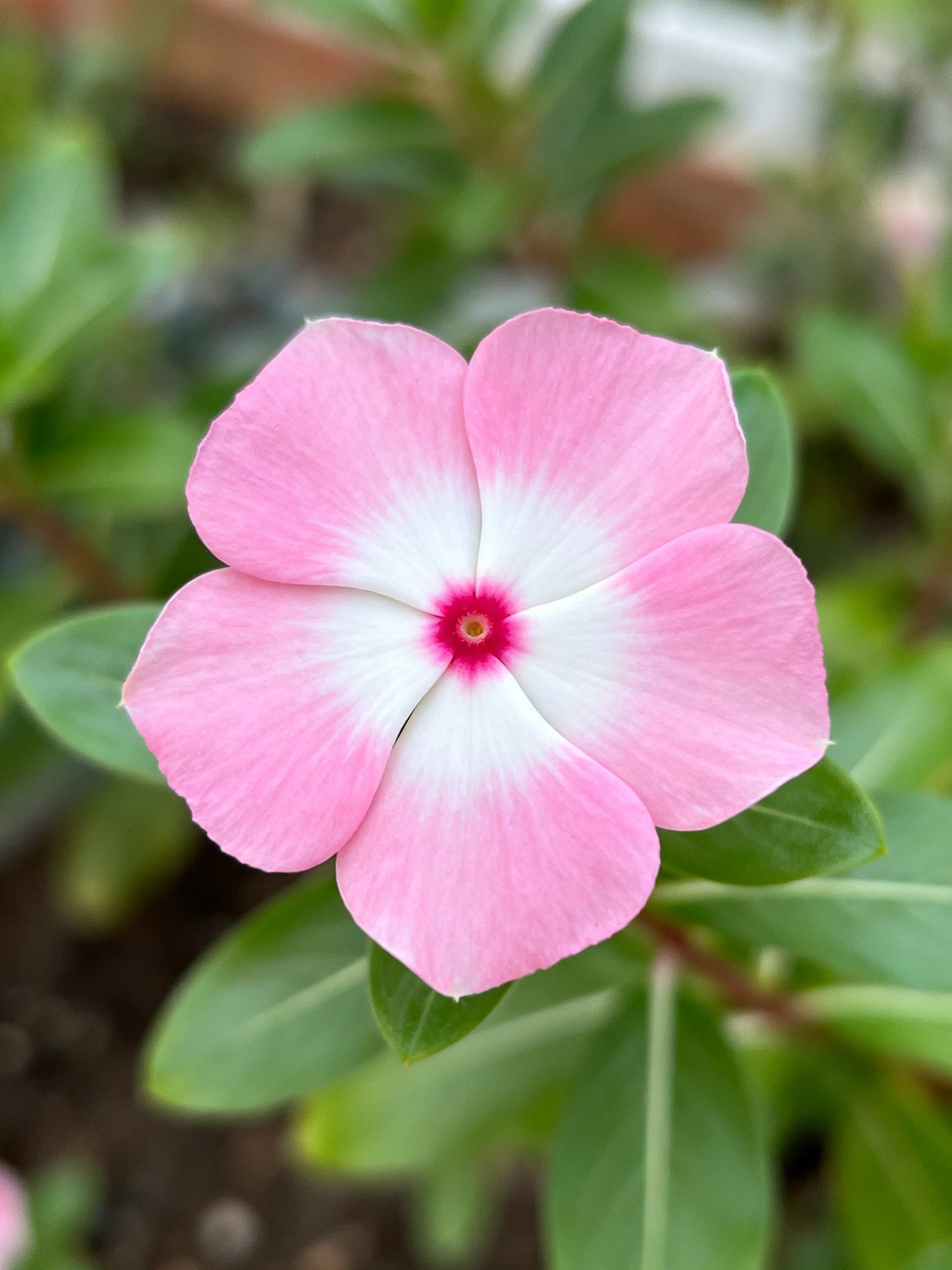 Pink and white petal flower with red center amid green leaves