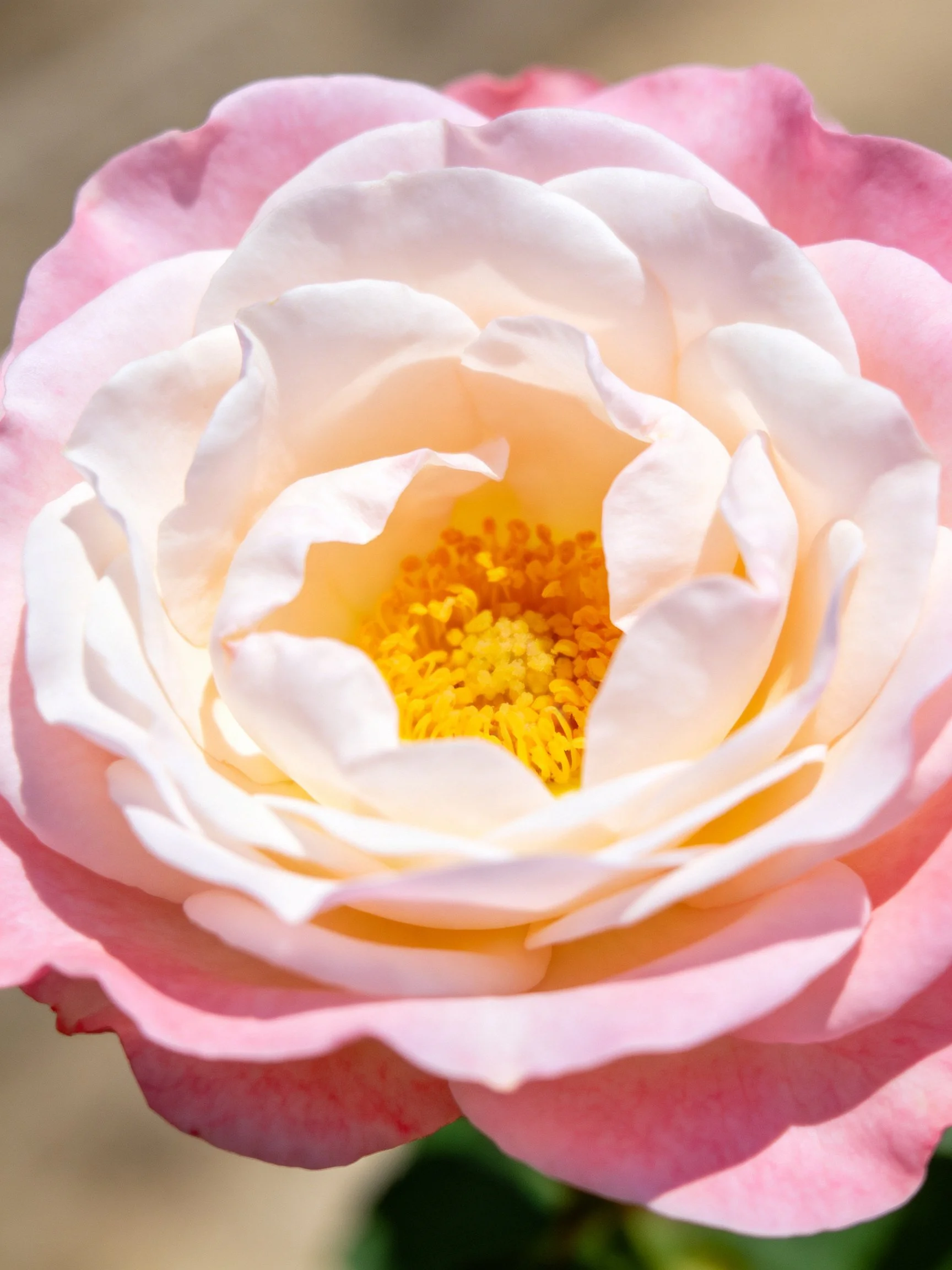 Pink and white rose with layered petals and golden center