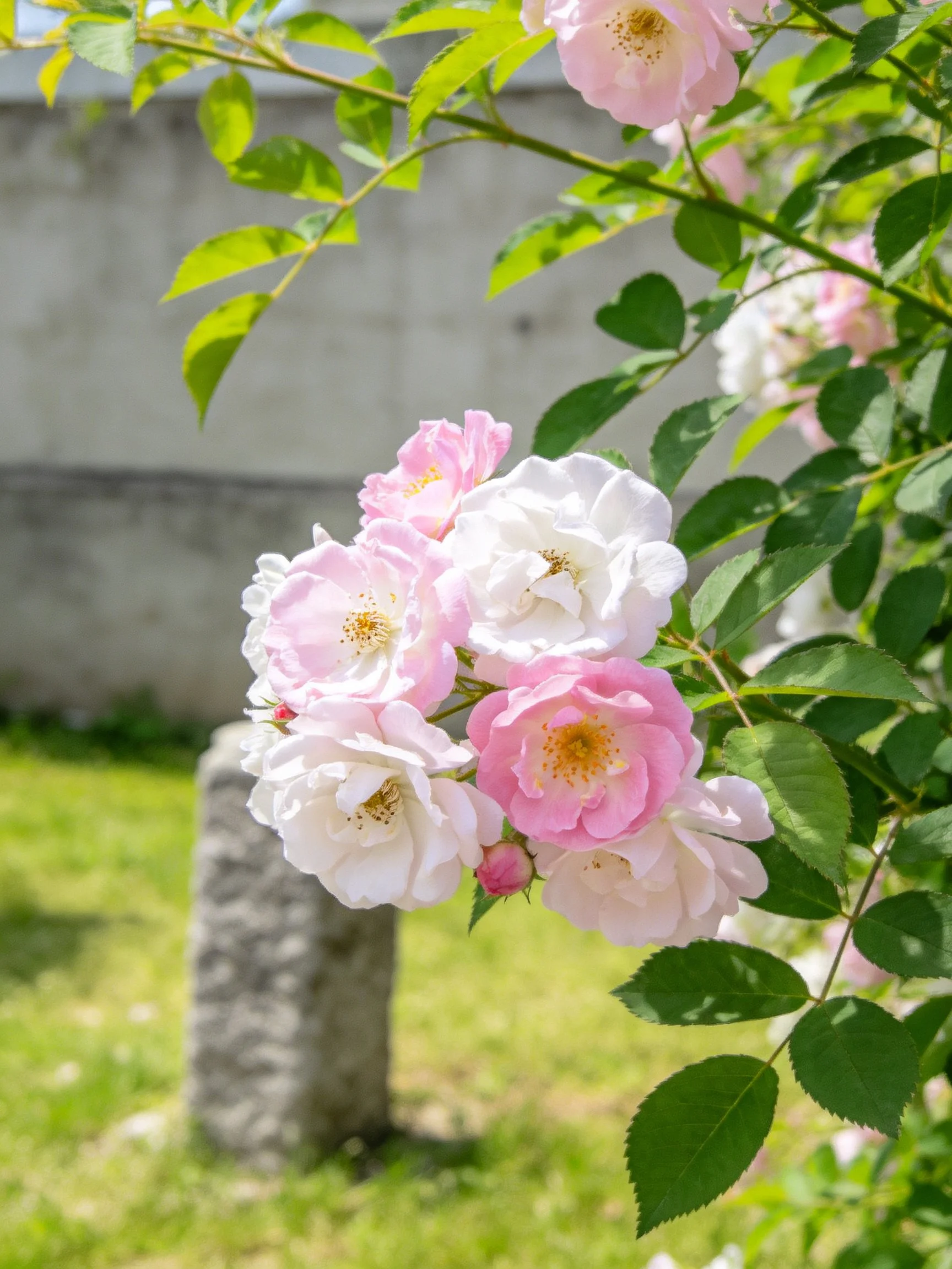 Pink and white roses with green foliage near a stone post