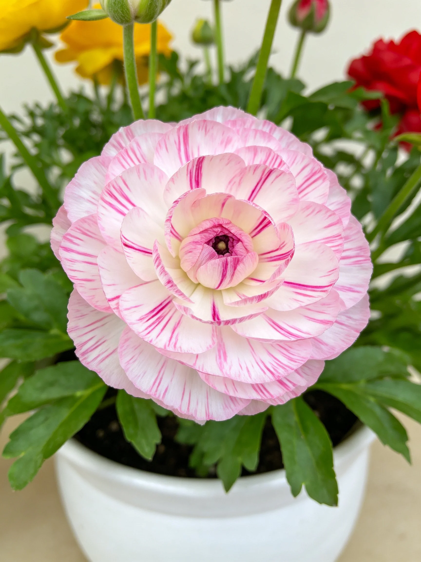 Pink and white striped ranunculus flower in white pot with green leaves
