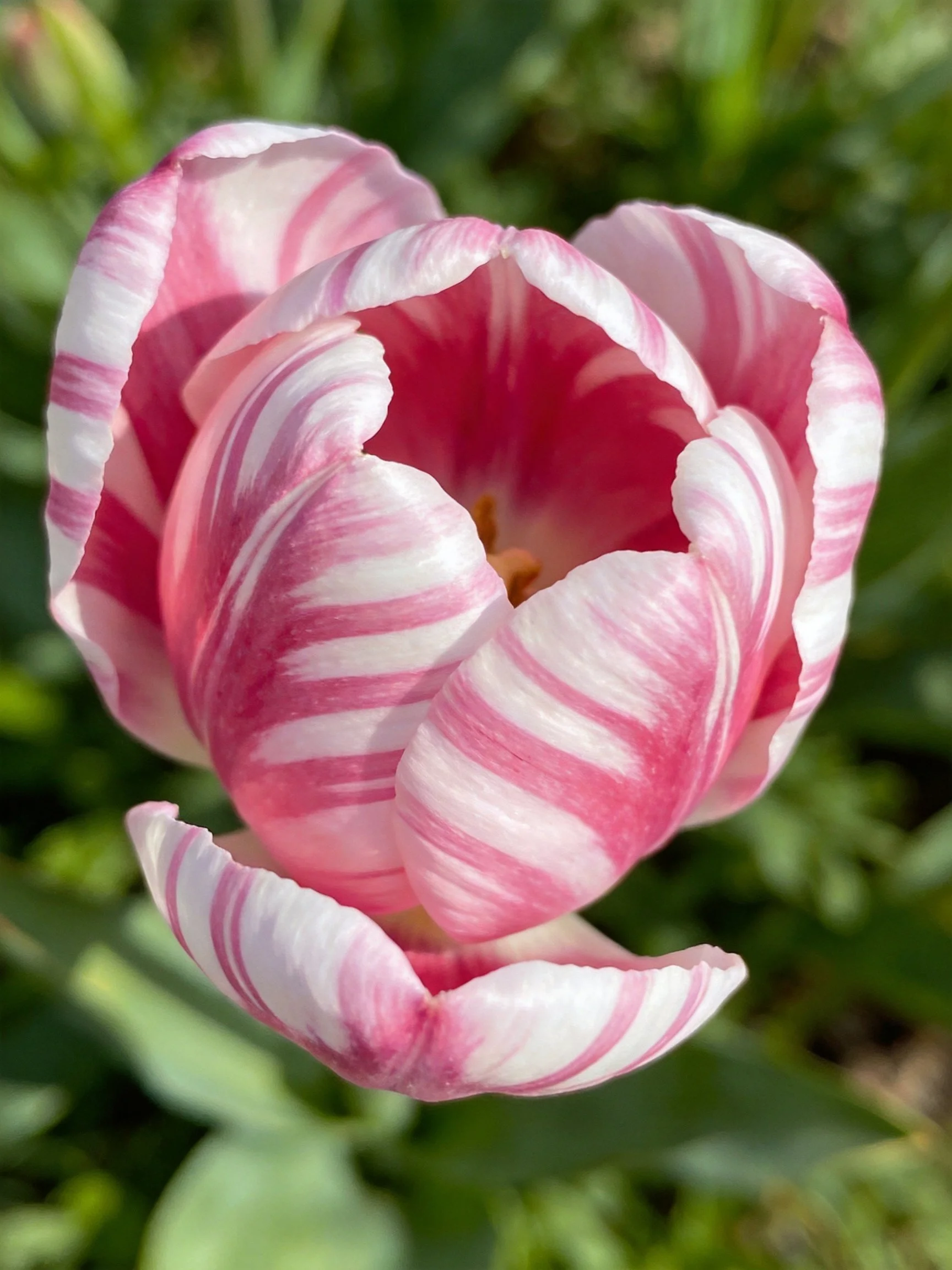 Pink and white striped tulip amid greenery