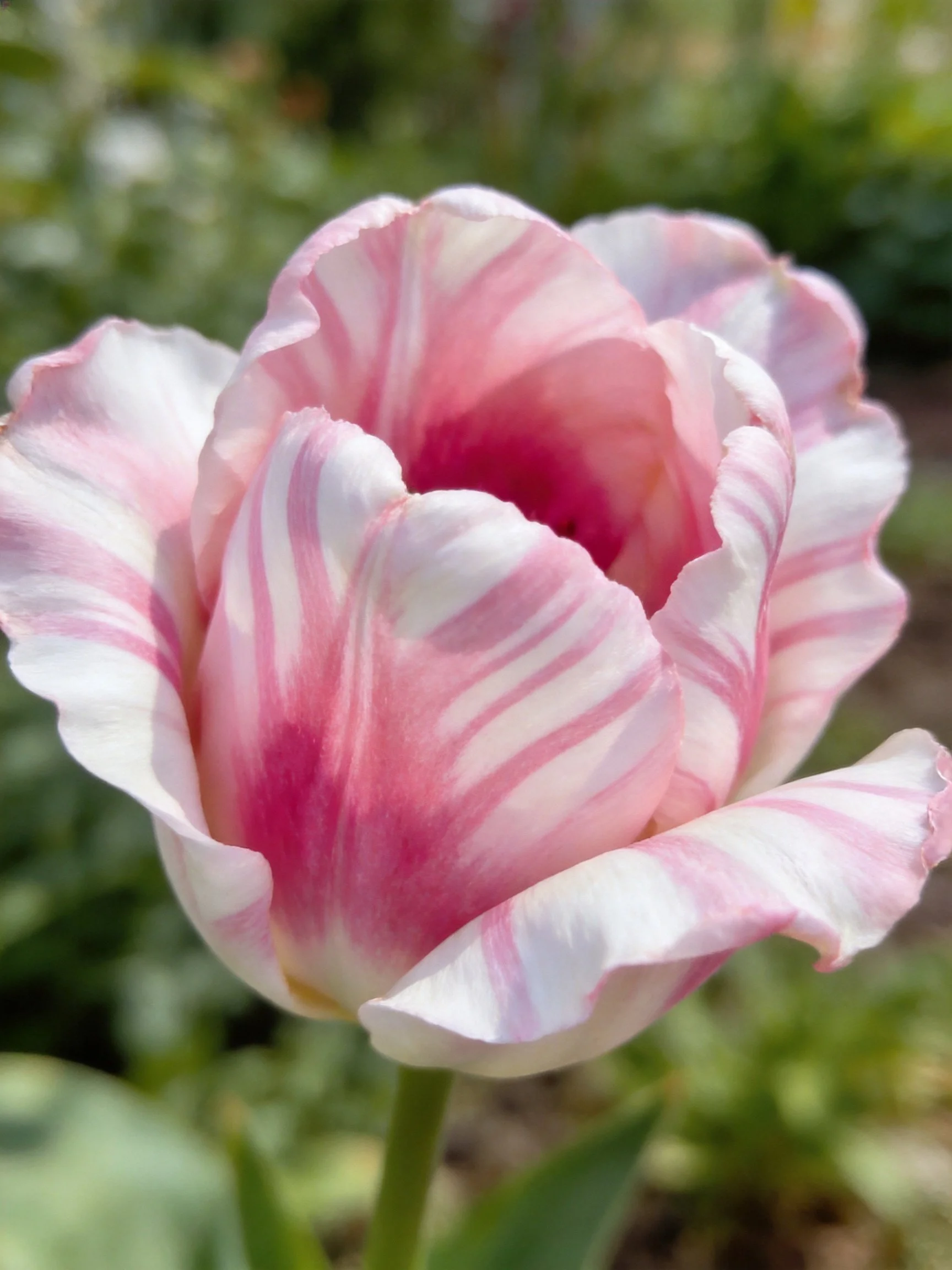 Pink and white striped tulip blooming in a garden