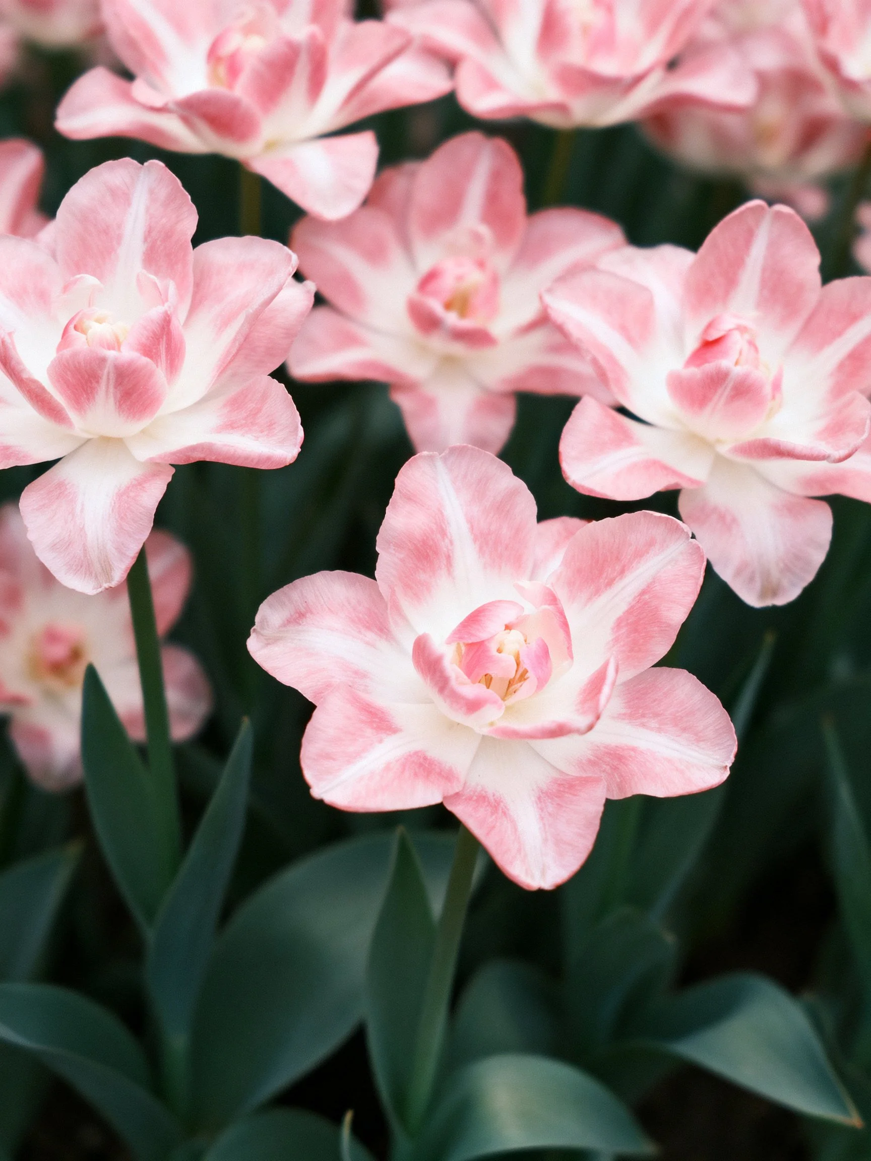 Pink and white striped tulips clustered among dark green foliage