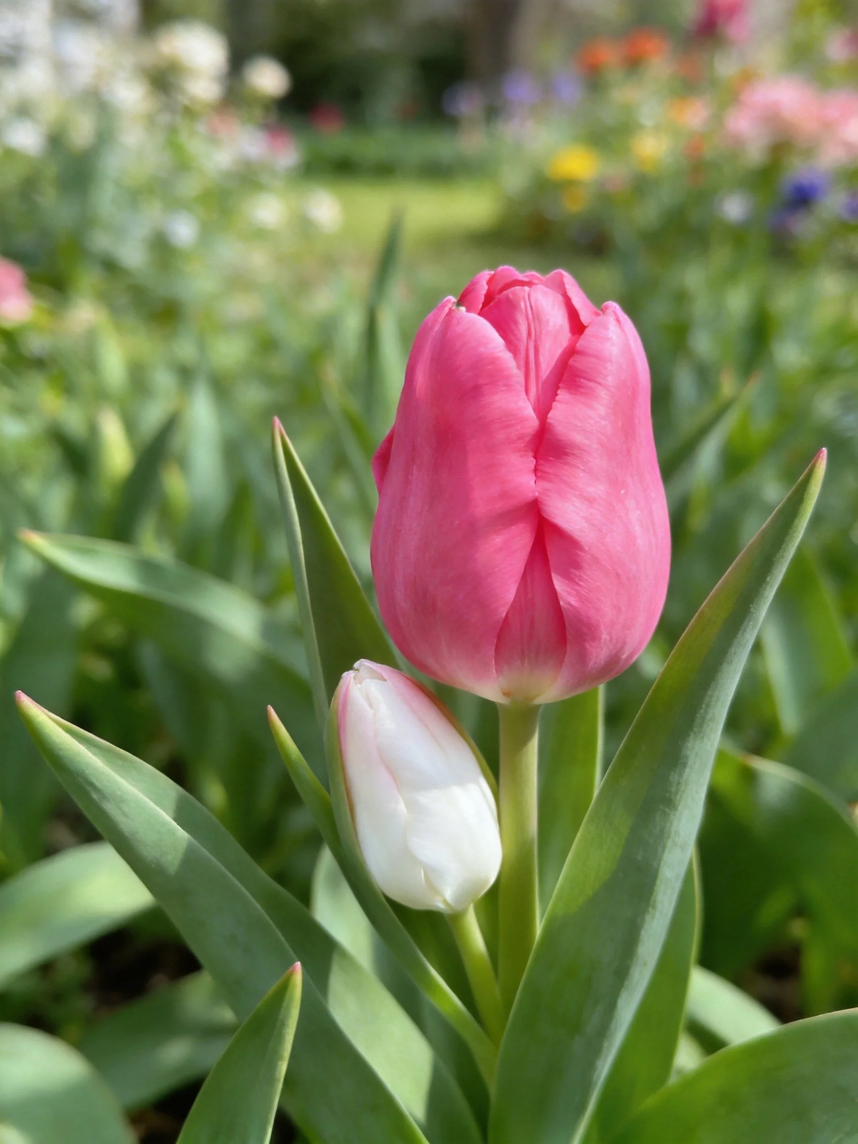 Pink and white tulips among green foliage in a garden