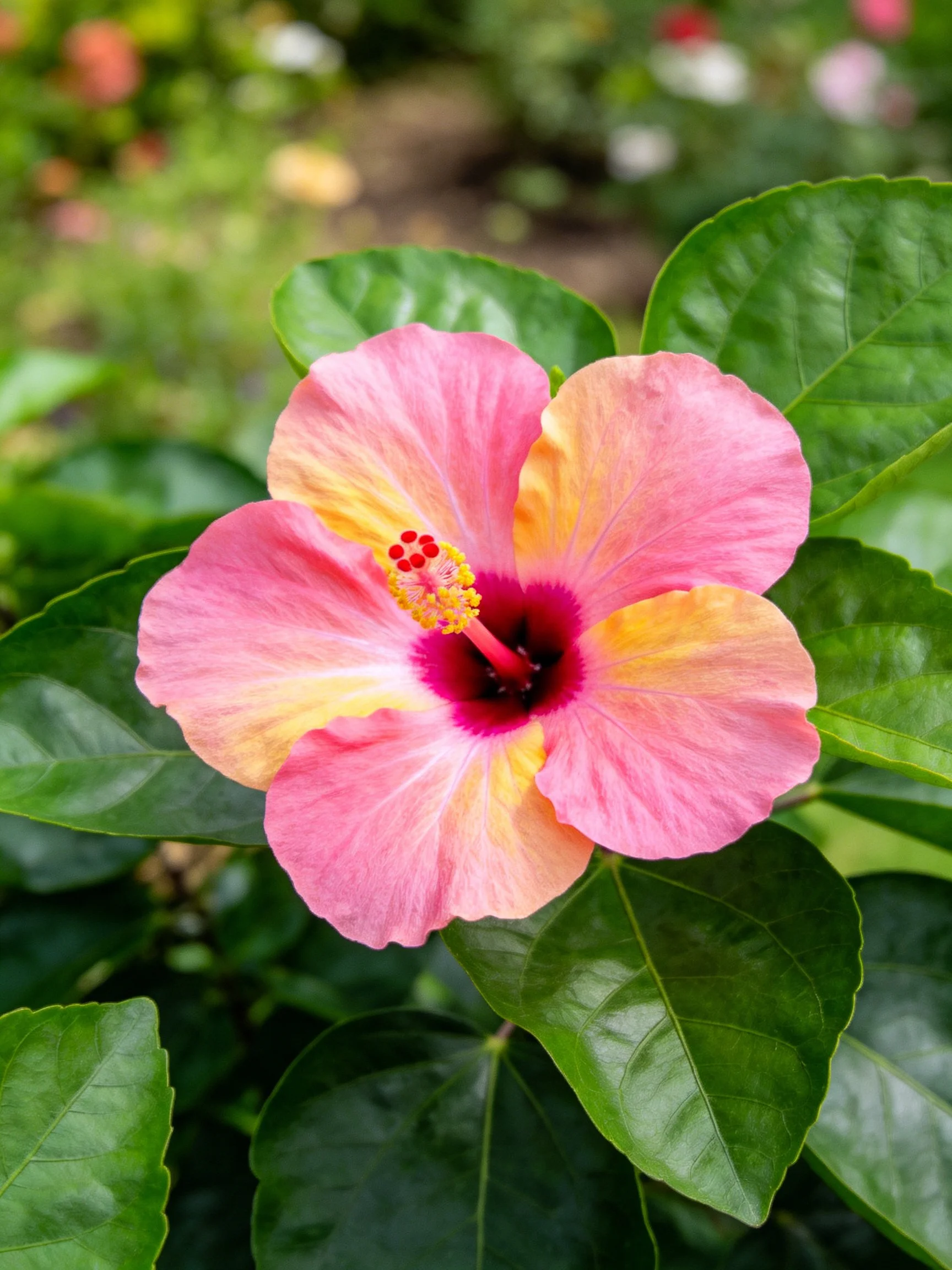 Pink and yellow hibiscus flower with dark center among green leaves