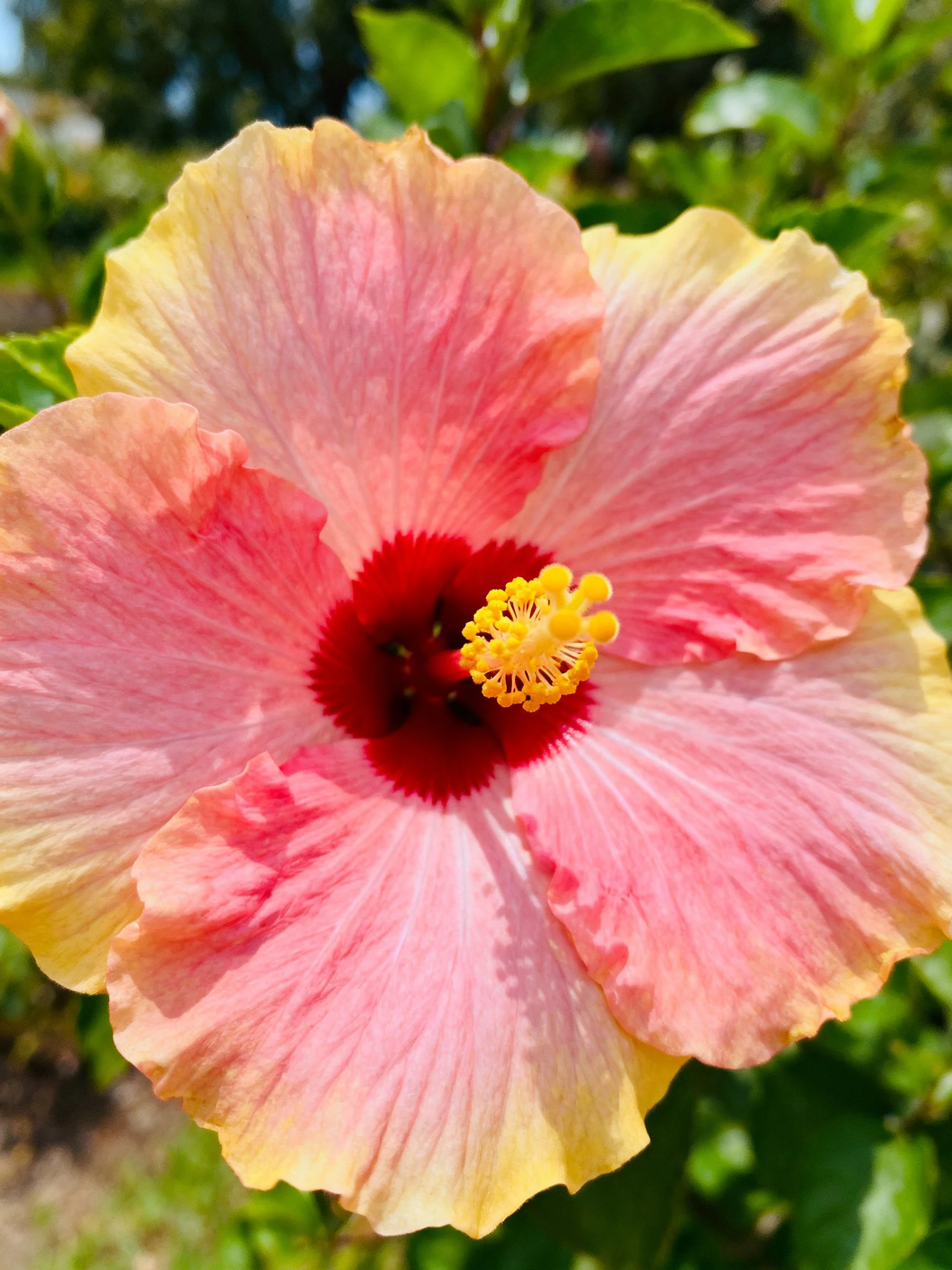Pink and yellow hibiscus flower with red center