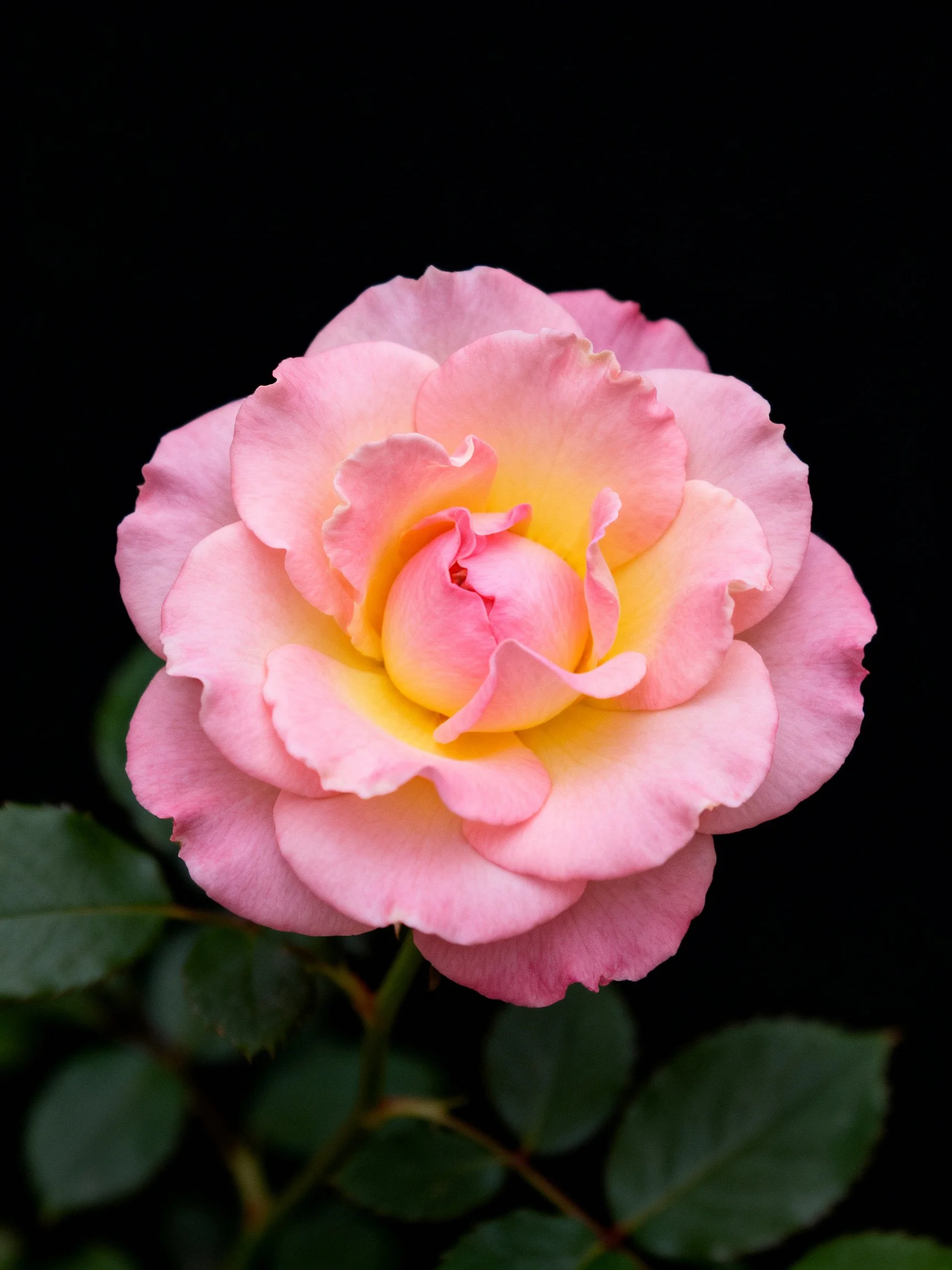 Pink and yellow rose with layered petals, dark backdrop