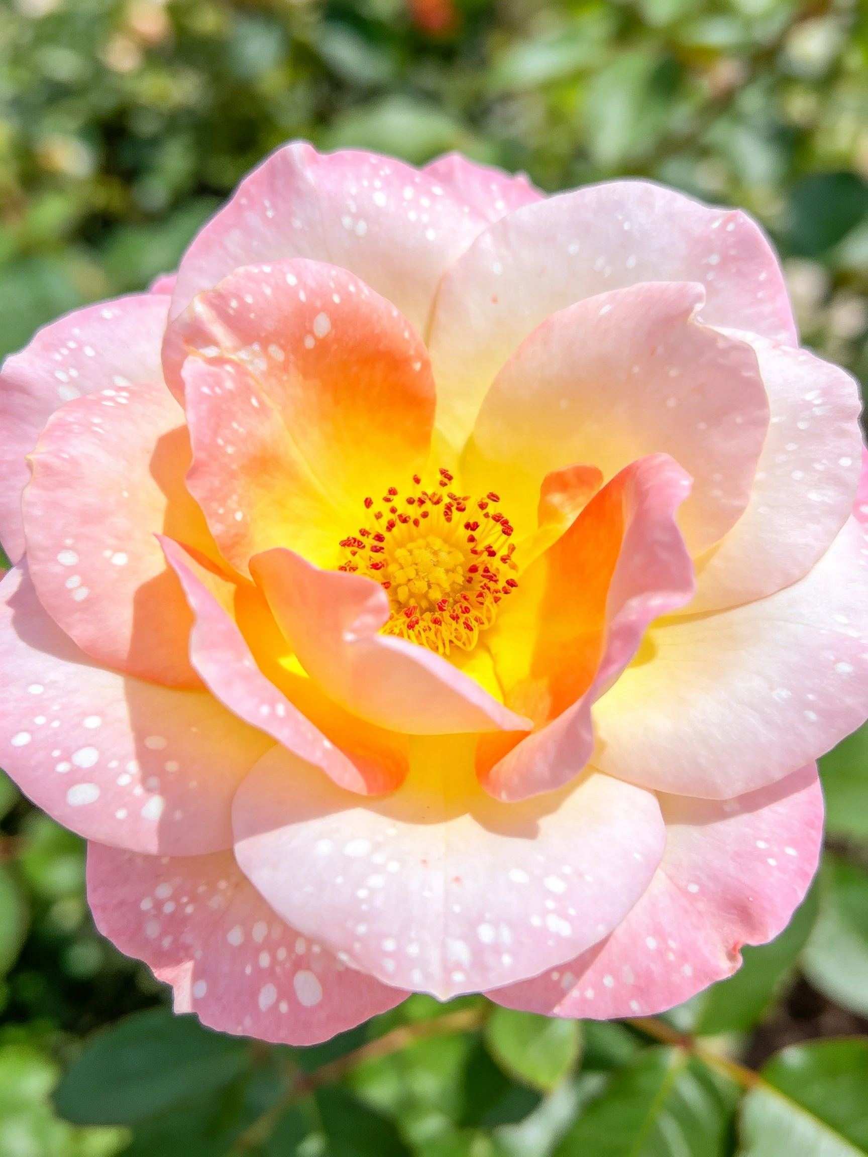 Pink and yellow rose with water droplets on petals