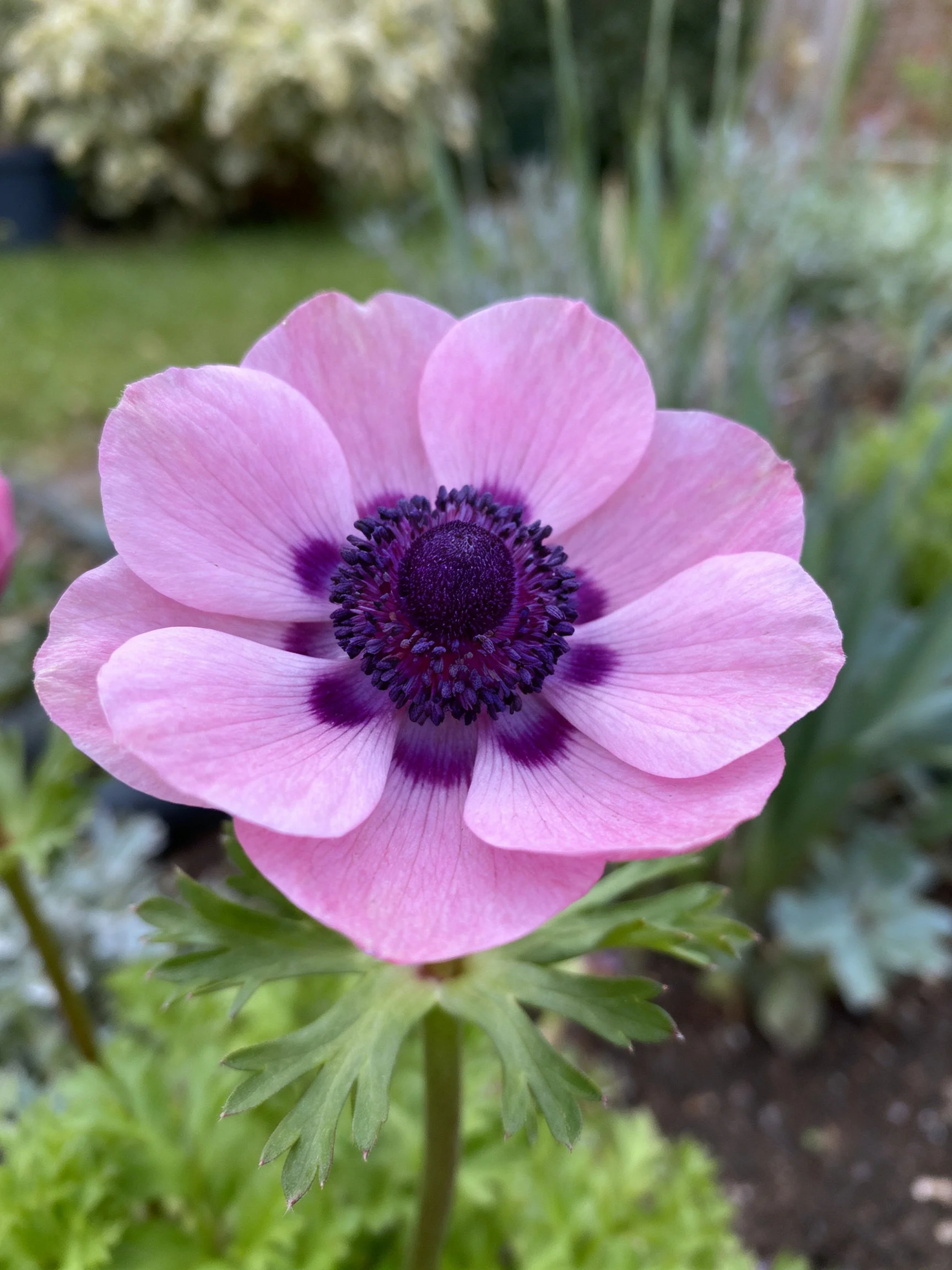 Pink anemone with dark purple center in garden