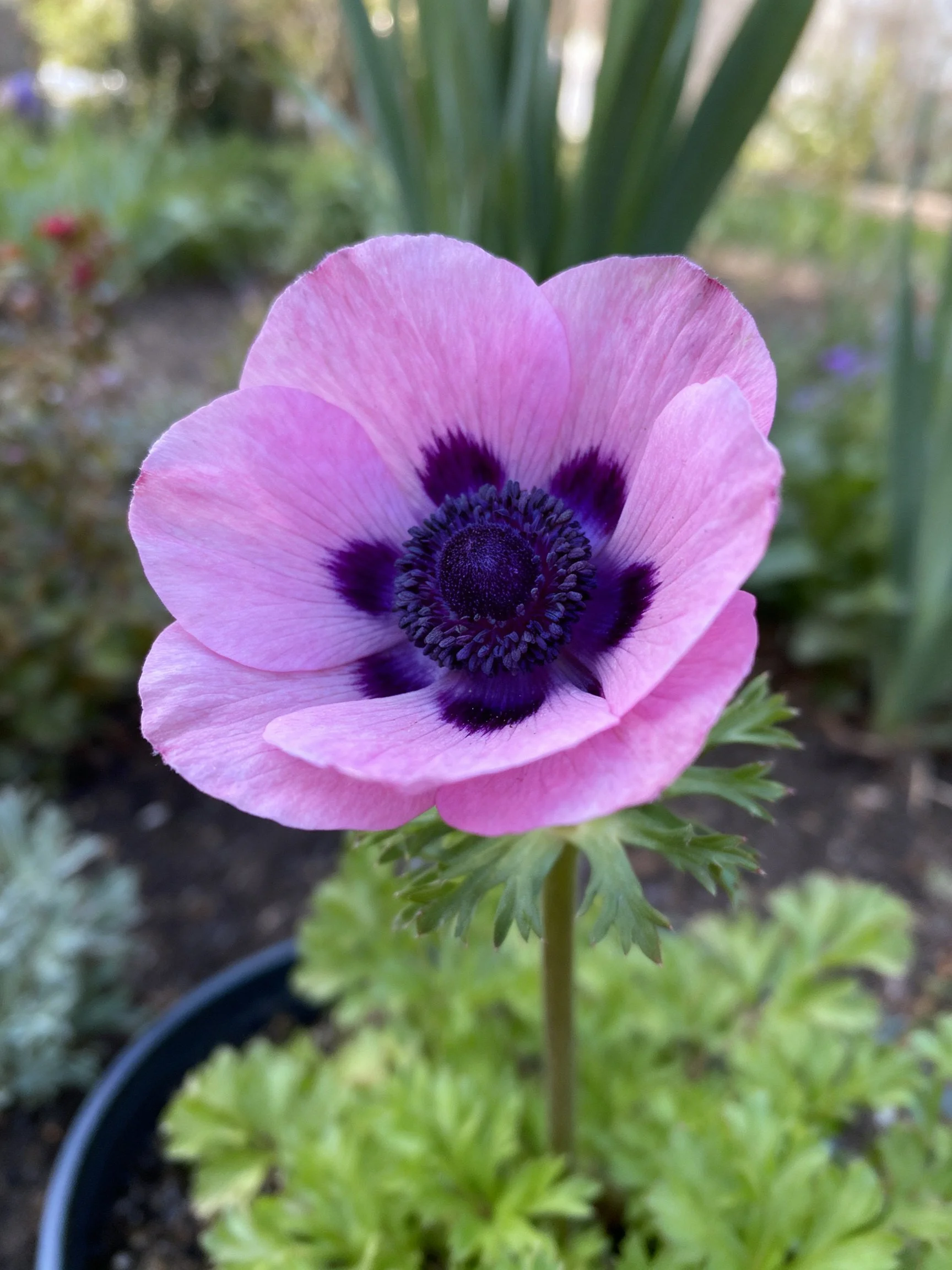 Pink anemone with dark purple center in garden pot