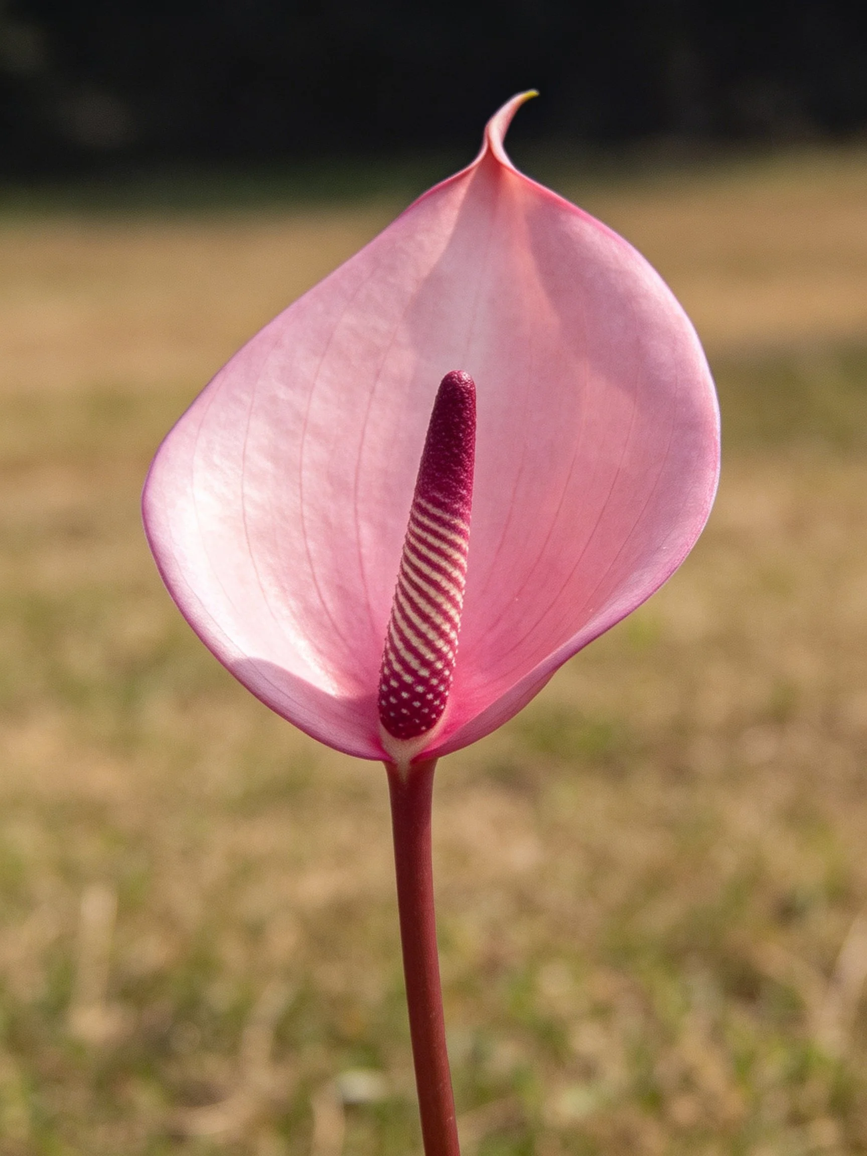 Pink anthurium flower with maroon spadix in natural light