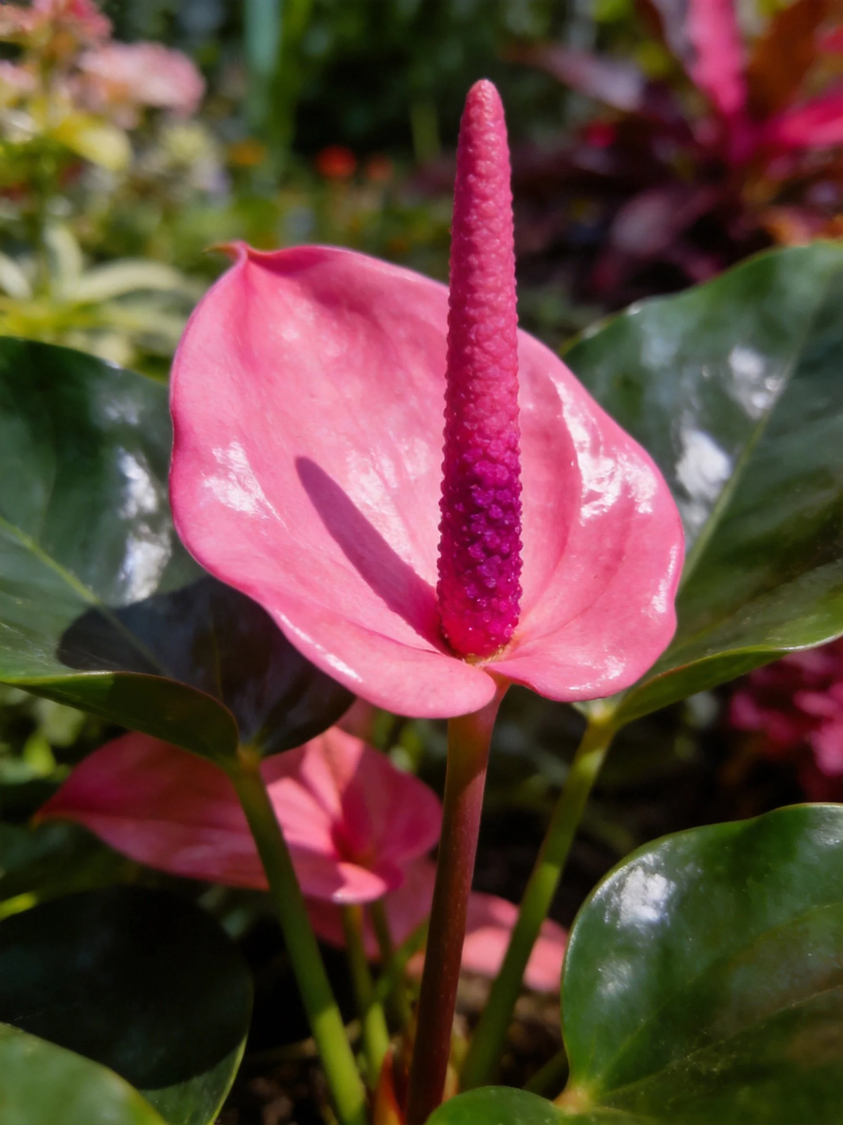 Pink anthurium with purple spadix among glossy green leaves