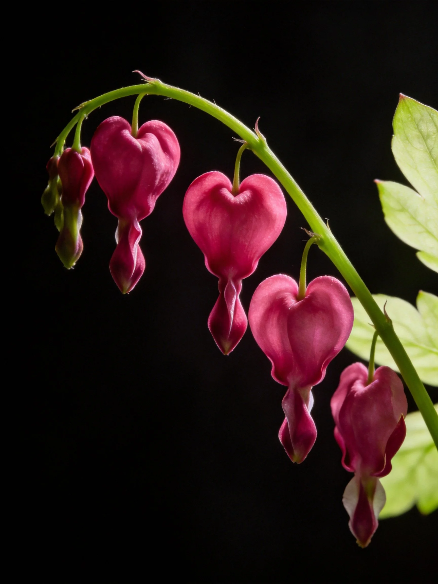 Pink bleeding heart flowers hang from curved green stems with yellow-green leaves.