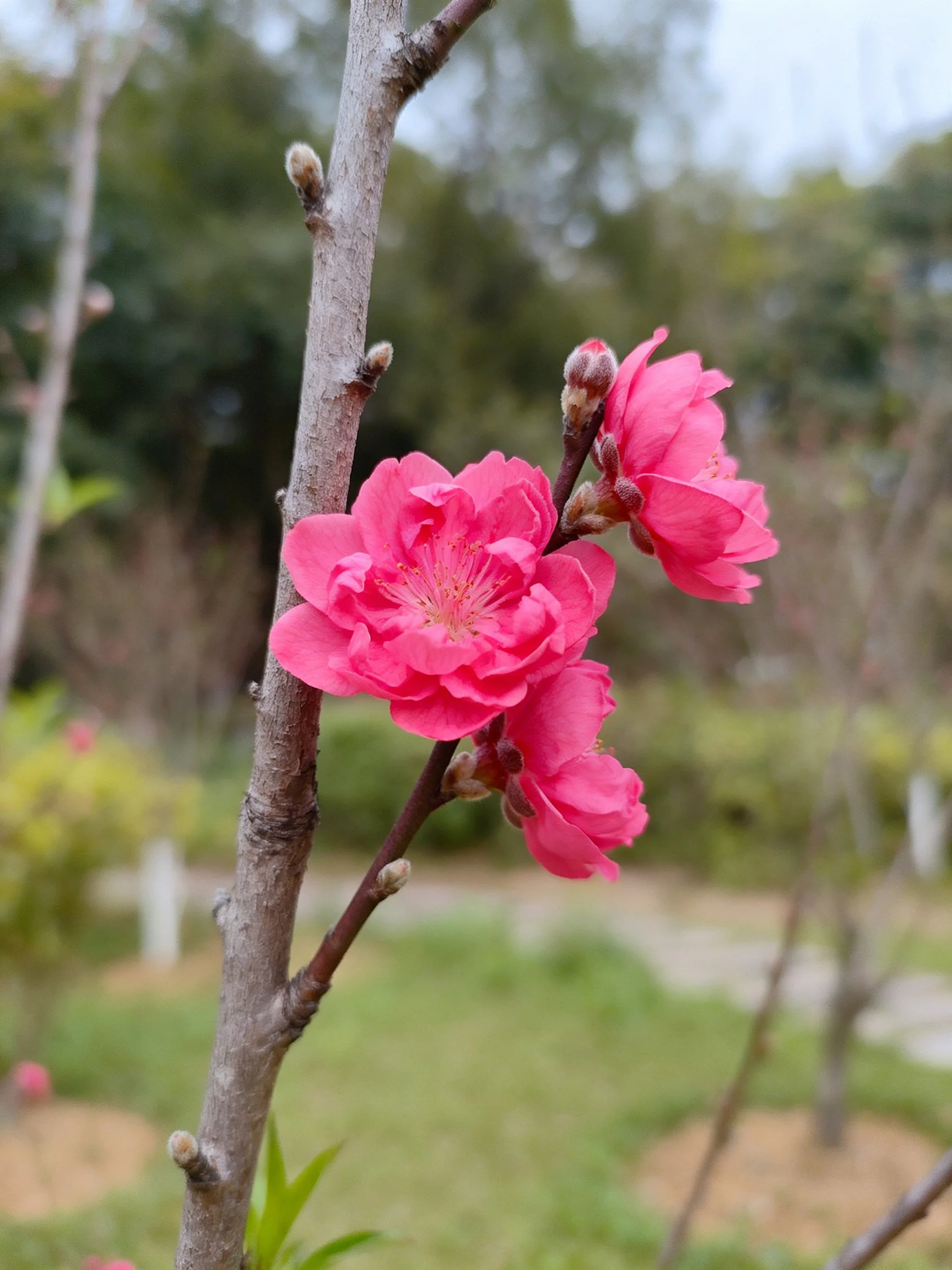 Pink blossoms and buds on a tree branch