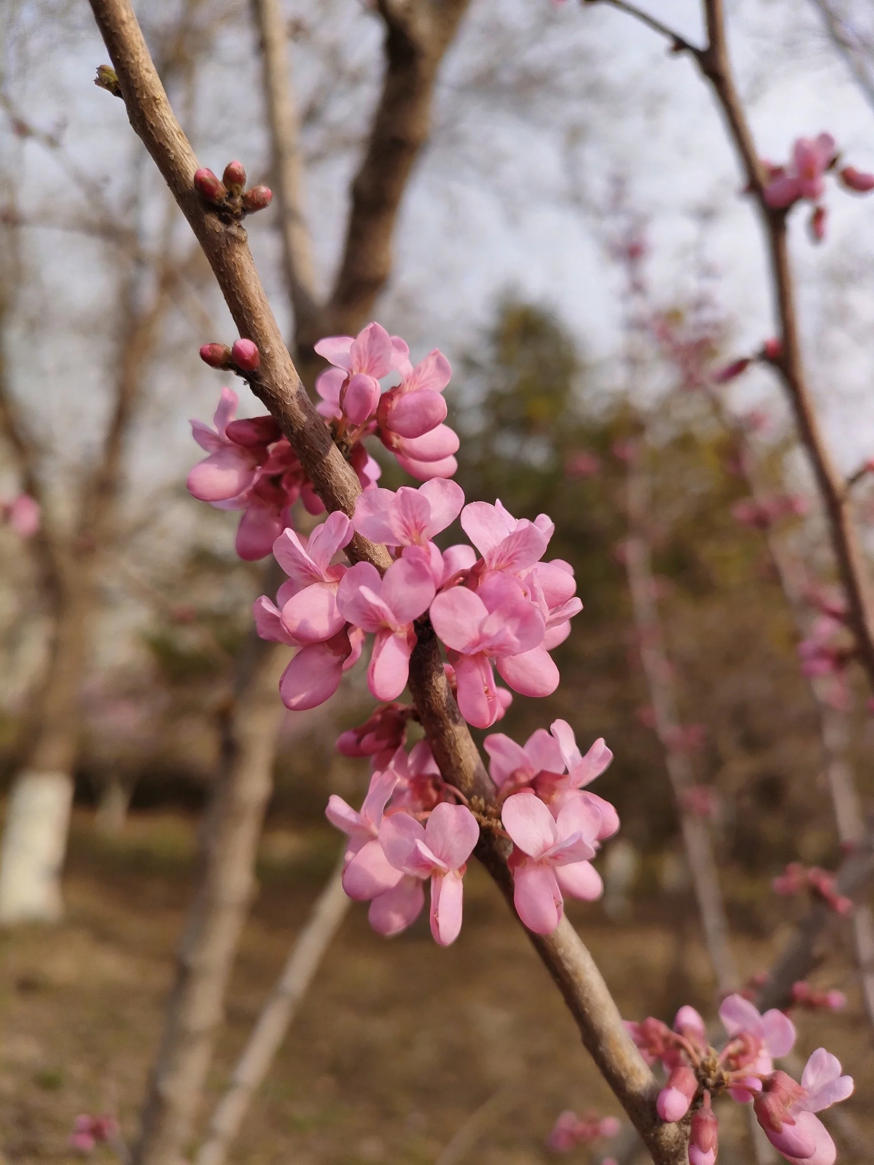 Pink blossoms cluster on slender brown tree branches