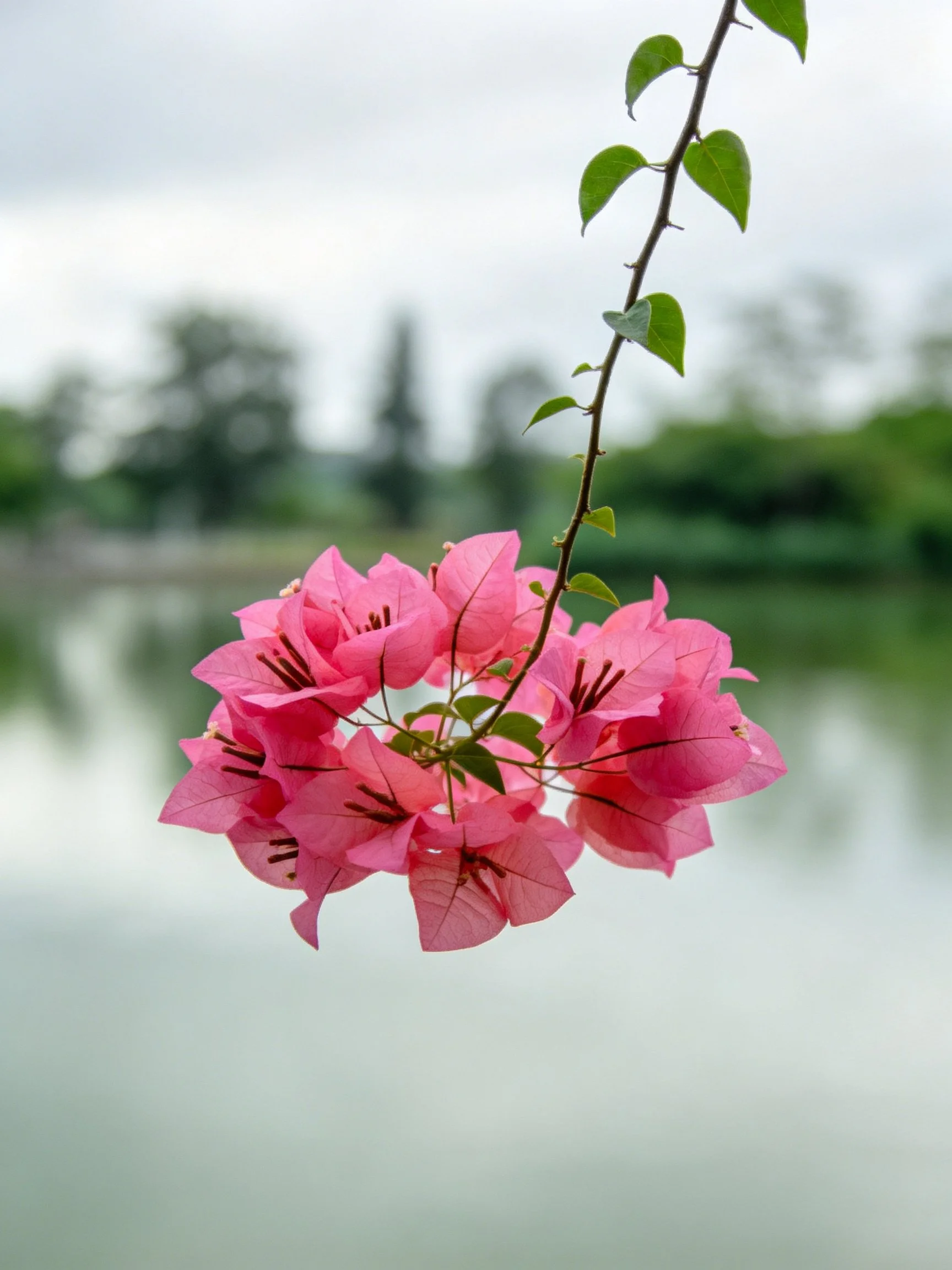 Pink bougainvillea cluster with green leaves near calm water