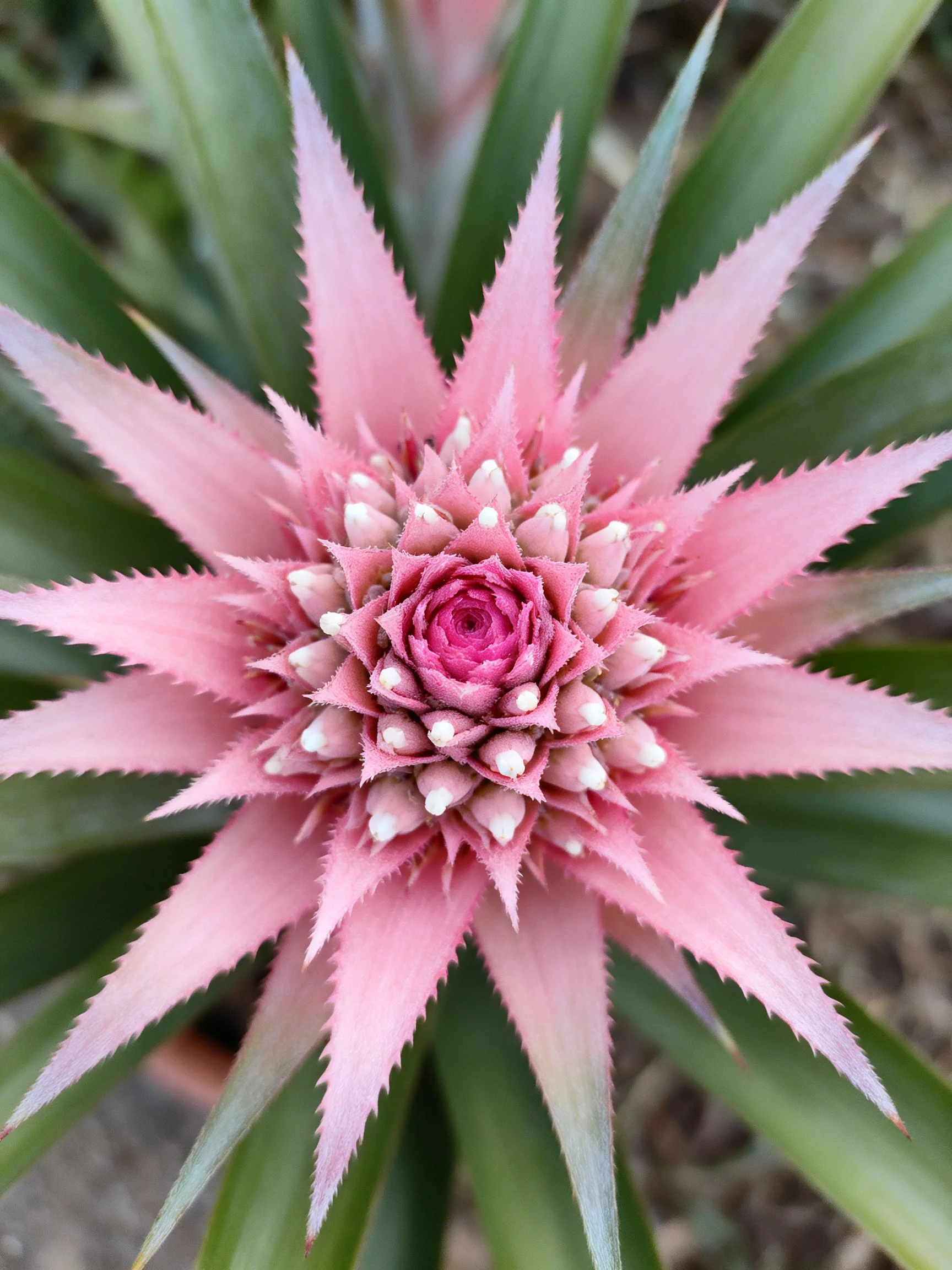 Pink bromeliad flower with star-shaped bracts and green foliage