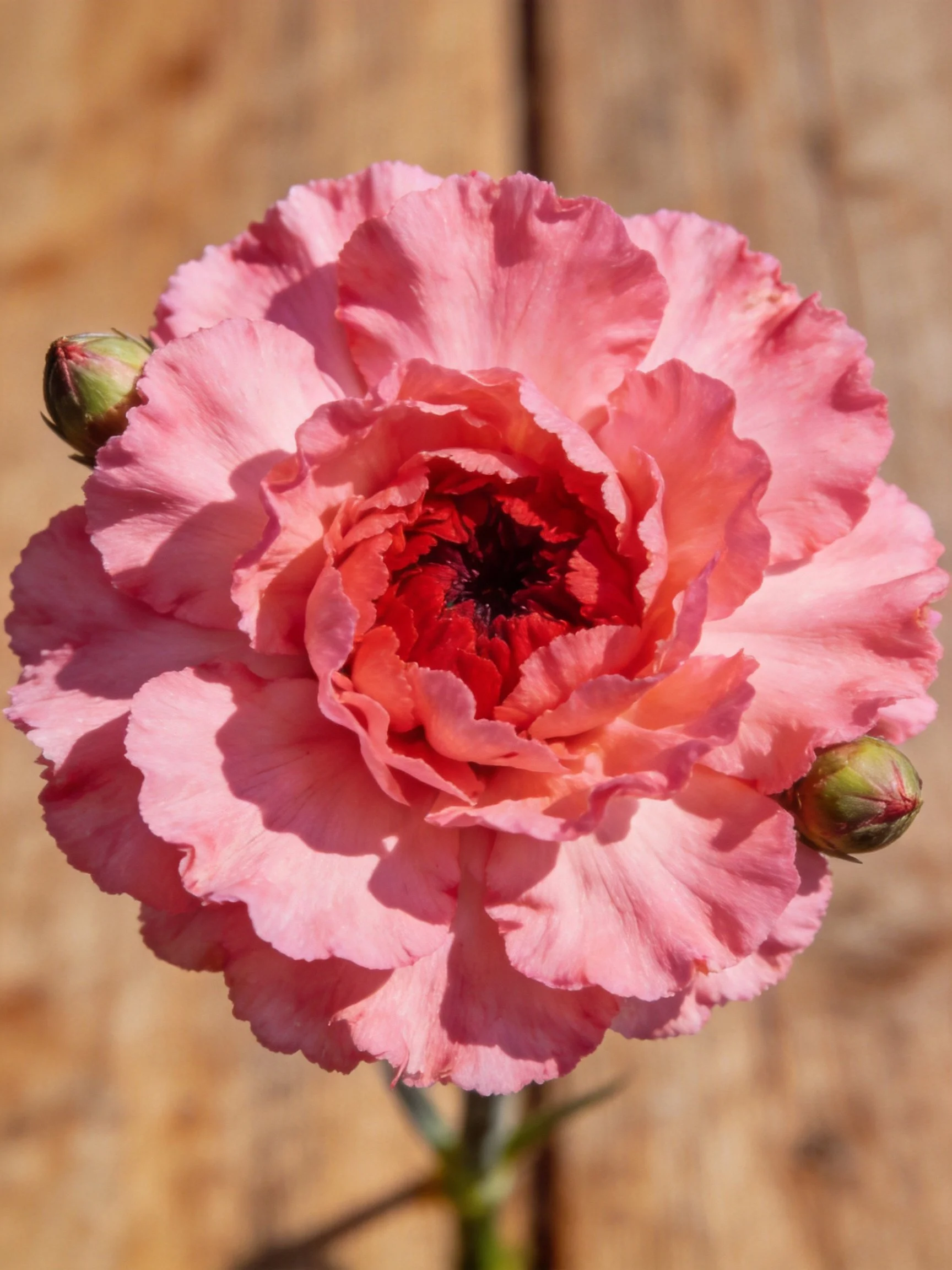 Pink carnation with red center, two green buds, delicate petals