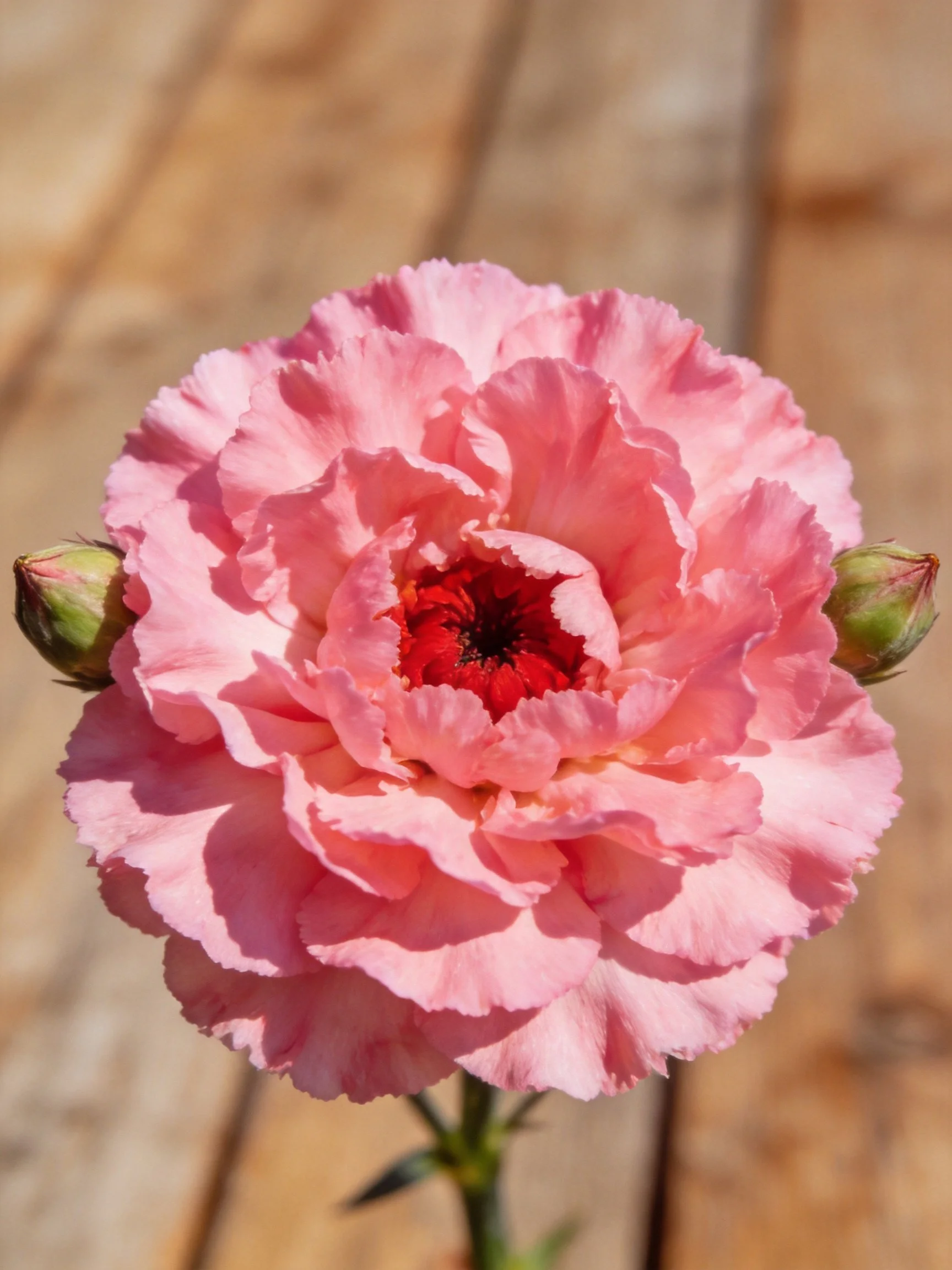 Pink carnation with two buds on wooden planks