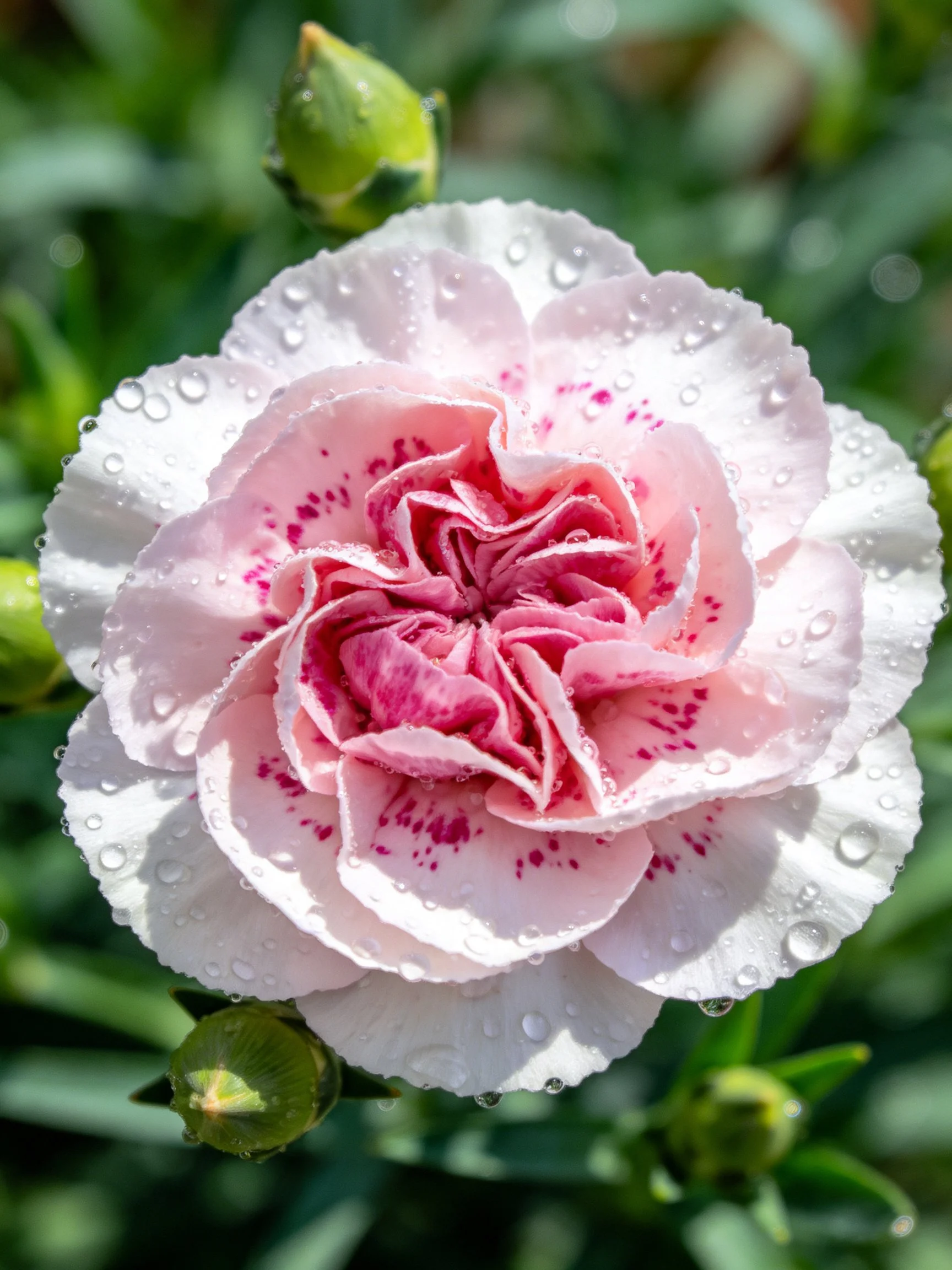 Pink carnation with water droplets and green buds