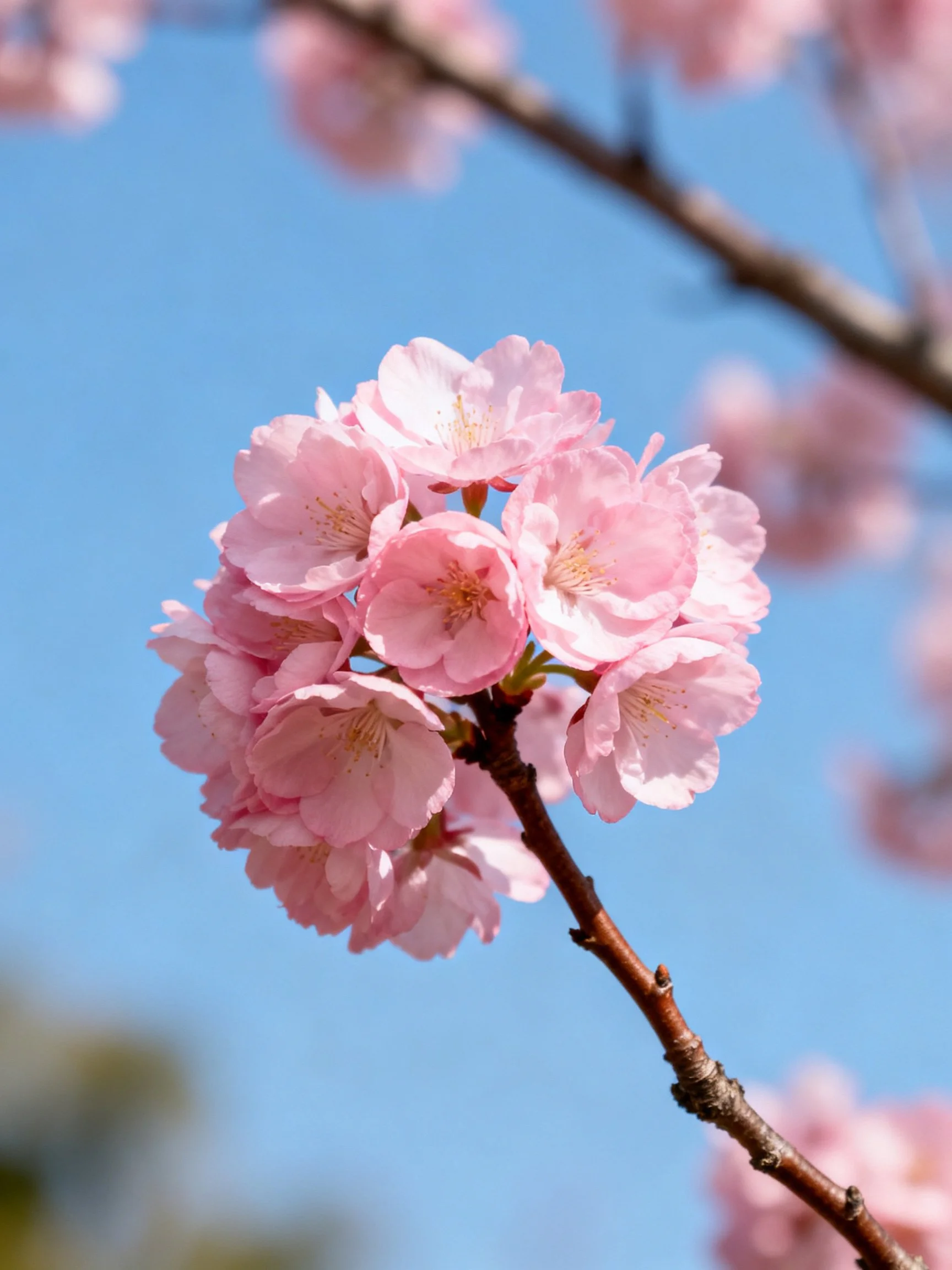 Pink cherry blossom cluster on a brown tree branch