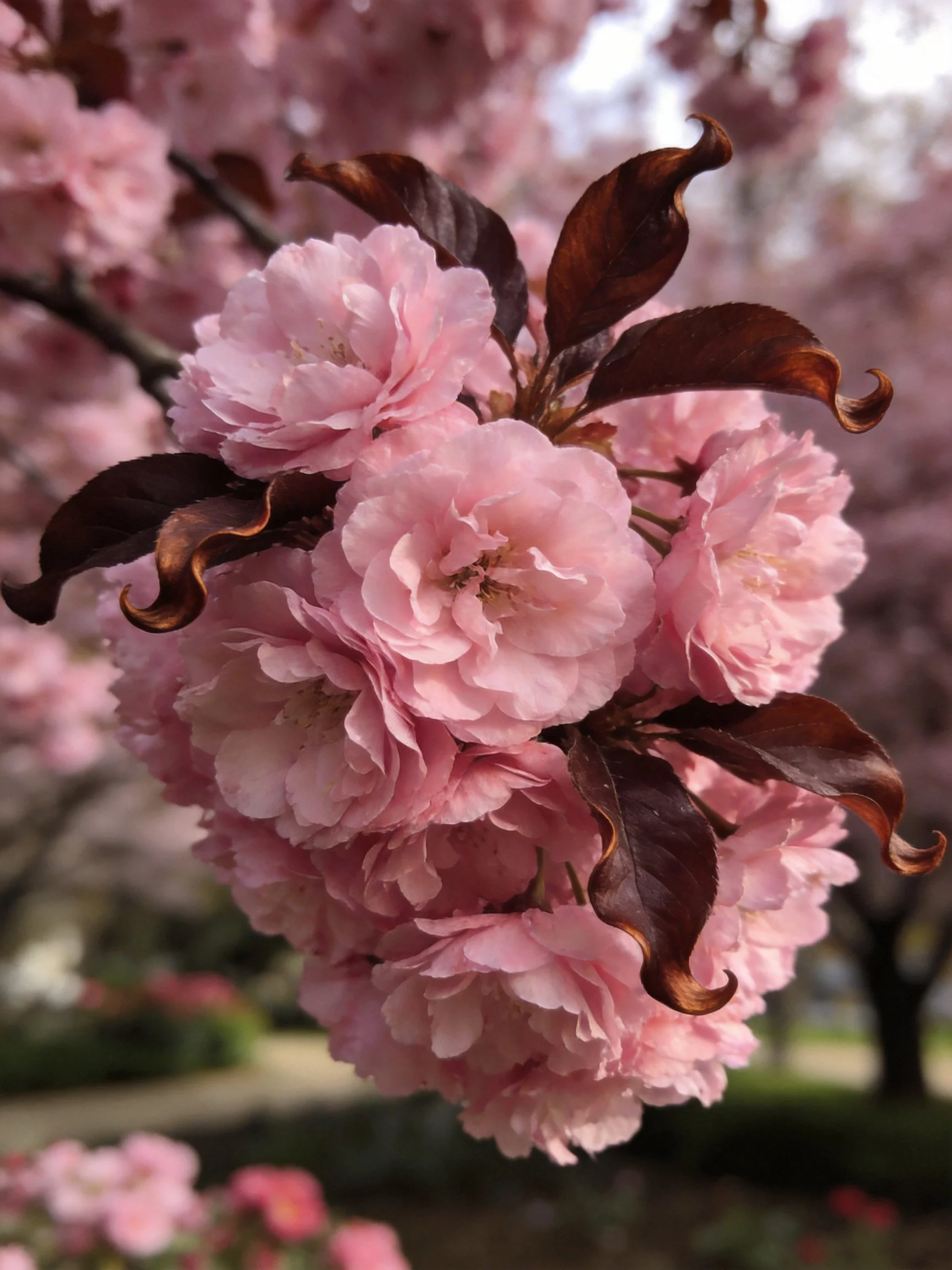 Pink cherry blossom cluster with dark curled leaves