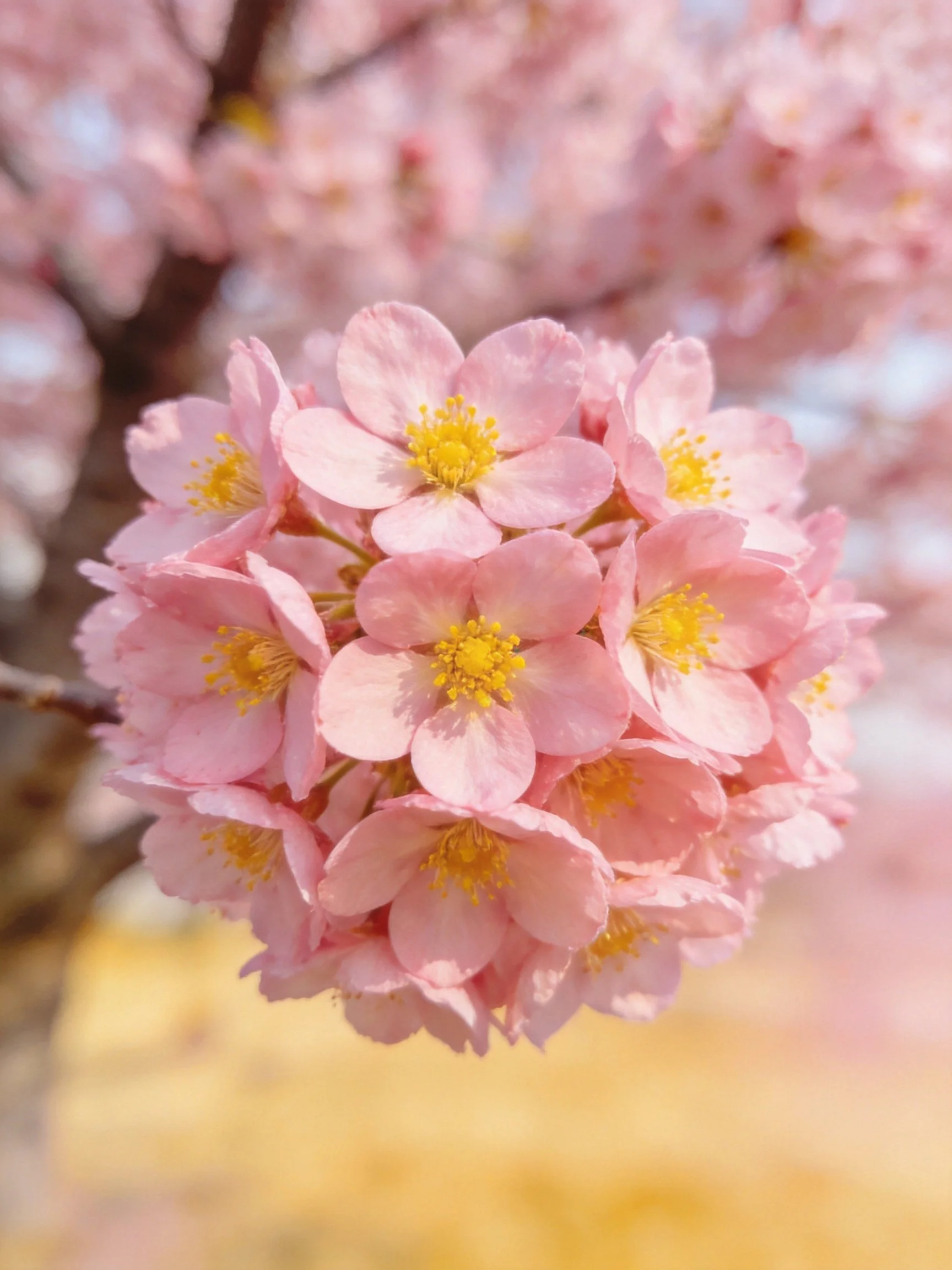 Pink cherry blossom cluster with yellow stamens, soft bokeh background