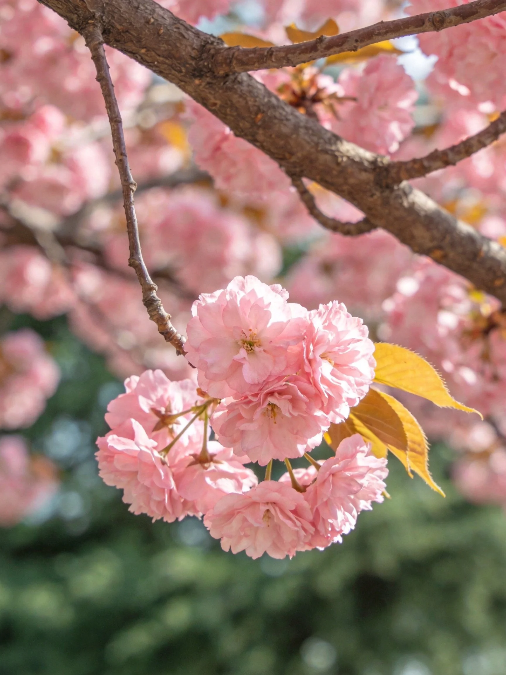 Pink cherry blossom clusters adorn brown tree branches with yellowing leaves