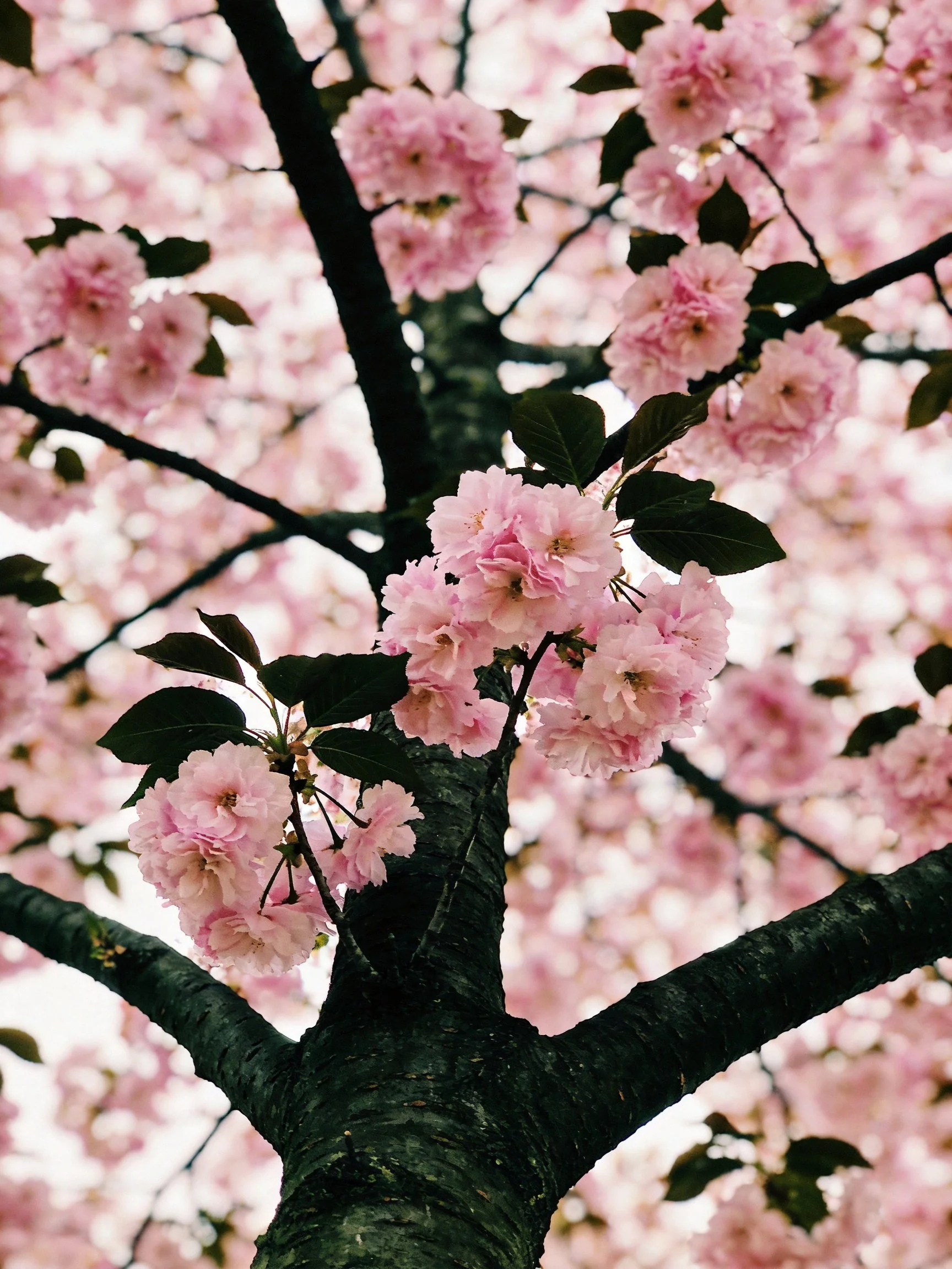 Pink cherry blossom clusters adorn dark tree branches