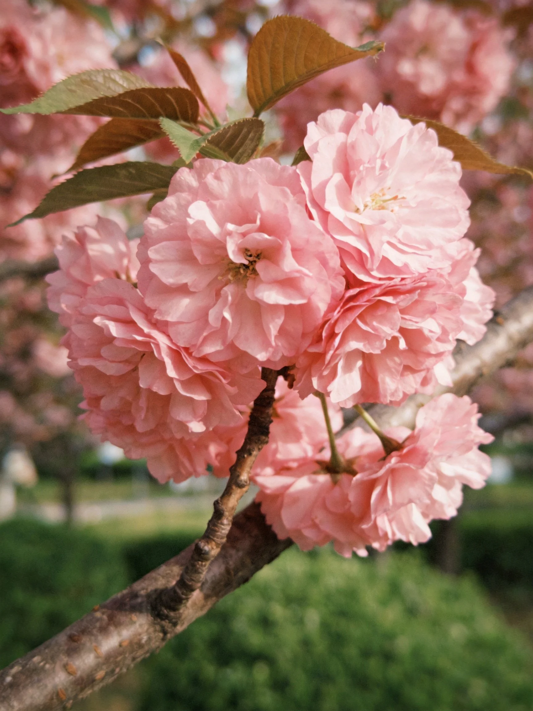 Pink cherry blossom clusters bloom on brown branches with green leaves