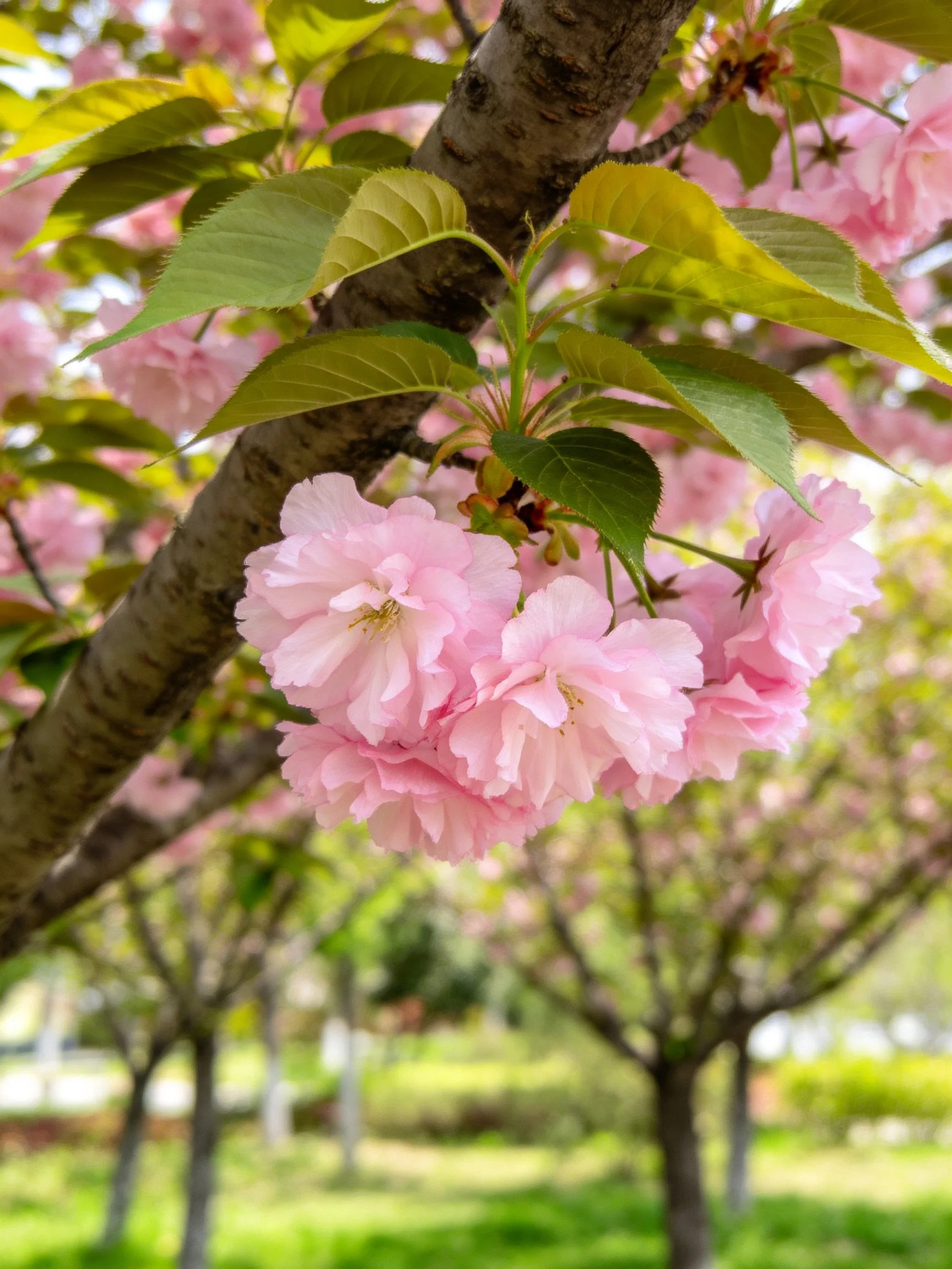 Pink cherry blossom clusters hang from a tree with green leaves and brown bark.
