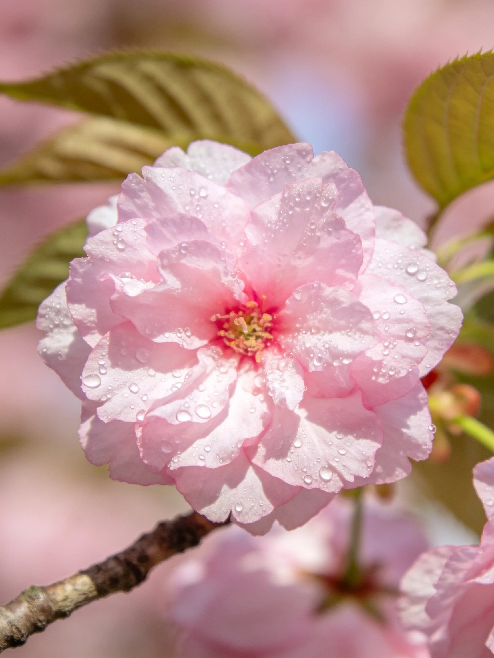 Pink cherry blossom with dewdrops and green leaves
