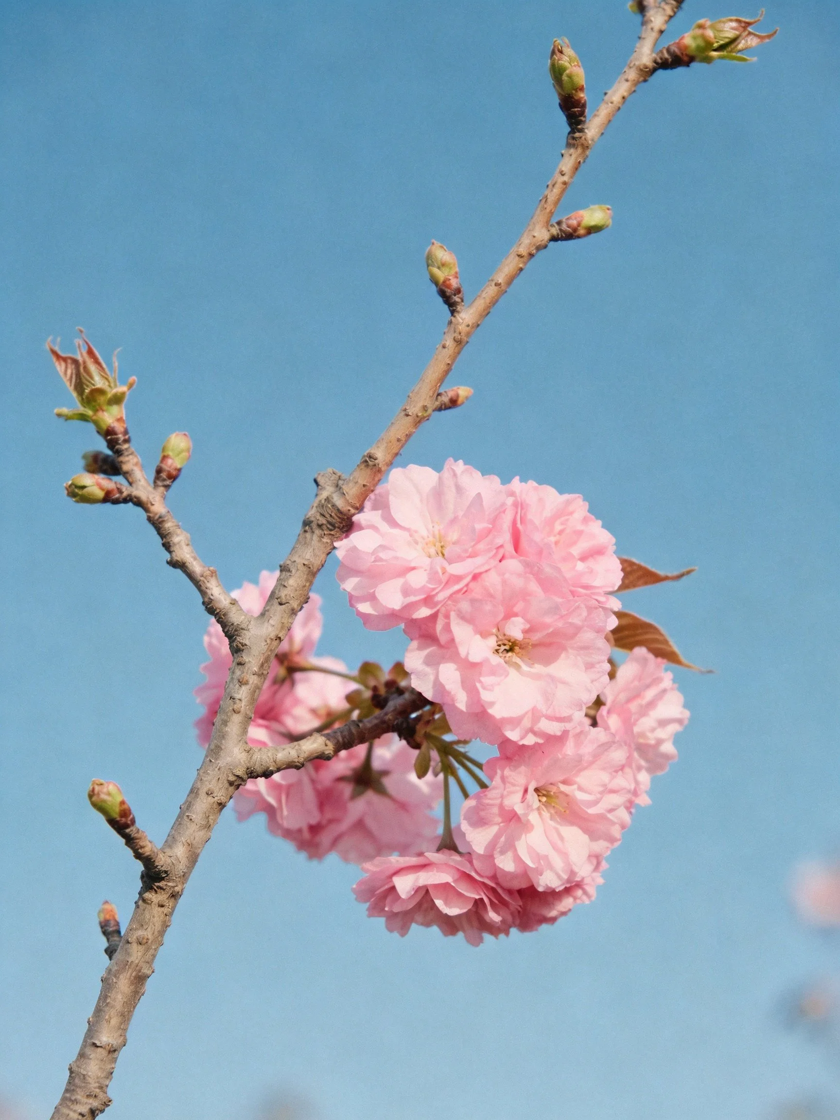 Pink cherry blossoms bloom on a brown branch with green buds