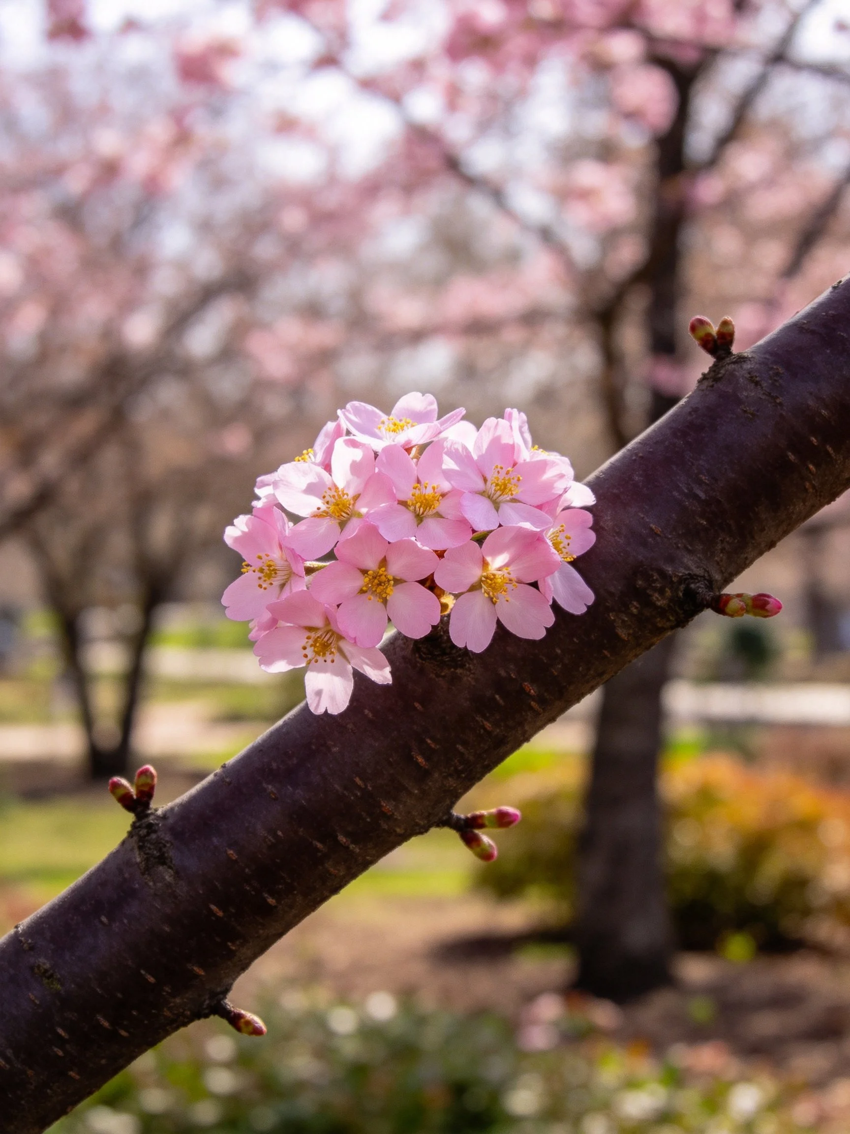 Pink cherry blossoms clustered on a dark tree branch
