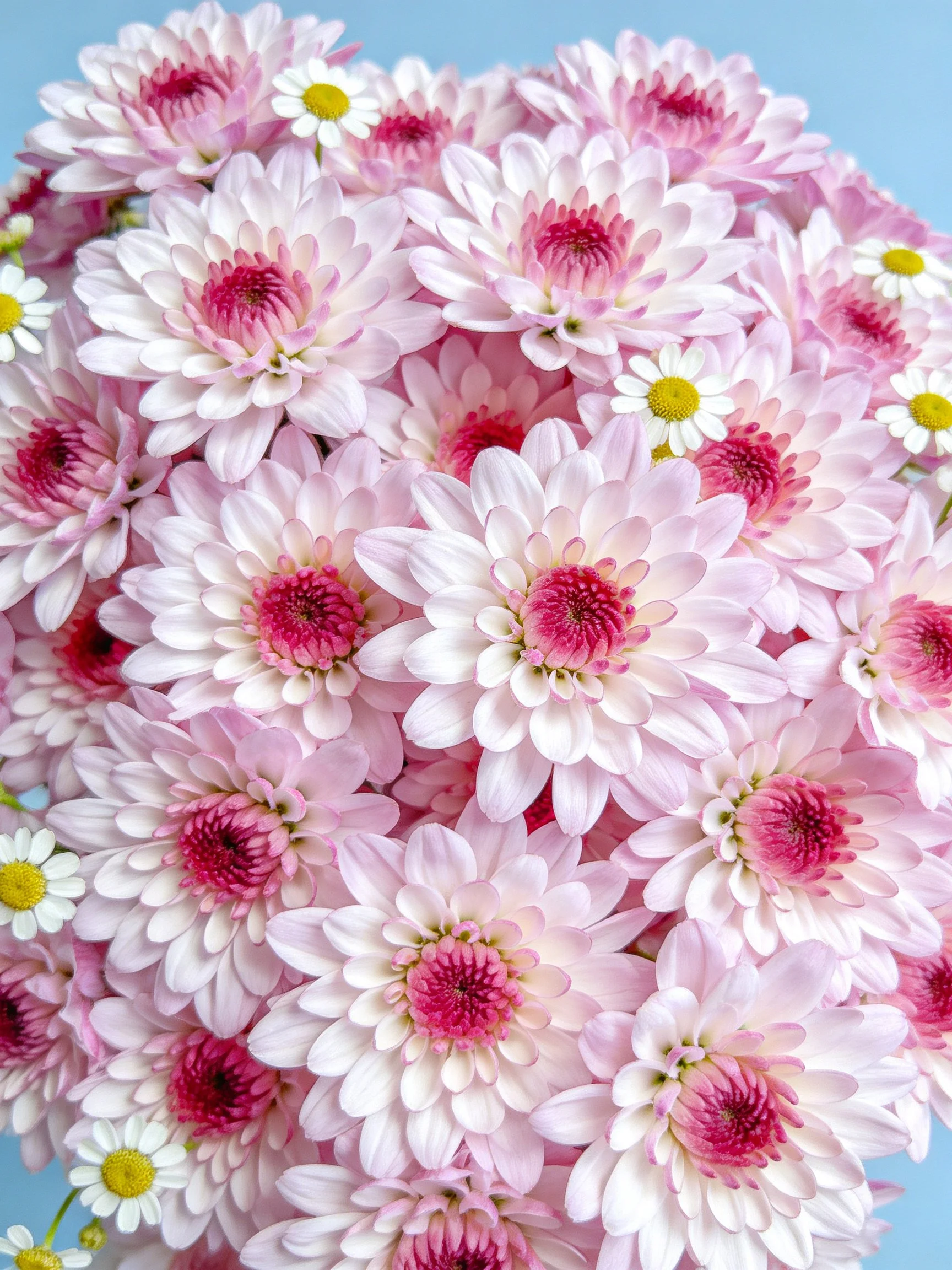 Pink chrysanthemums and white daisies in a dense floral arrangement