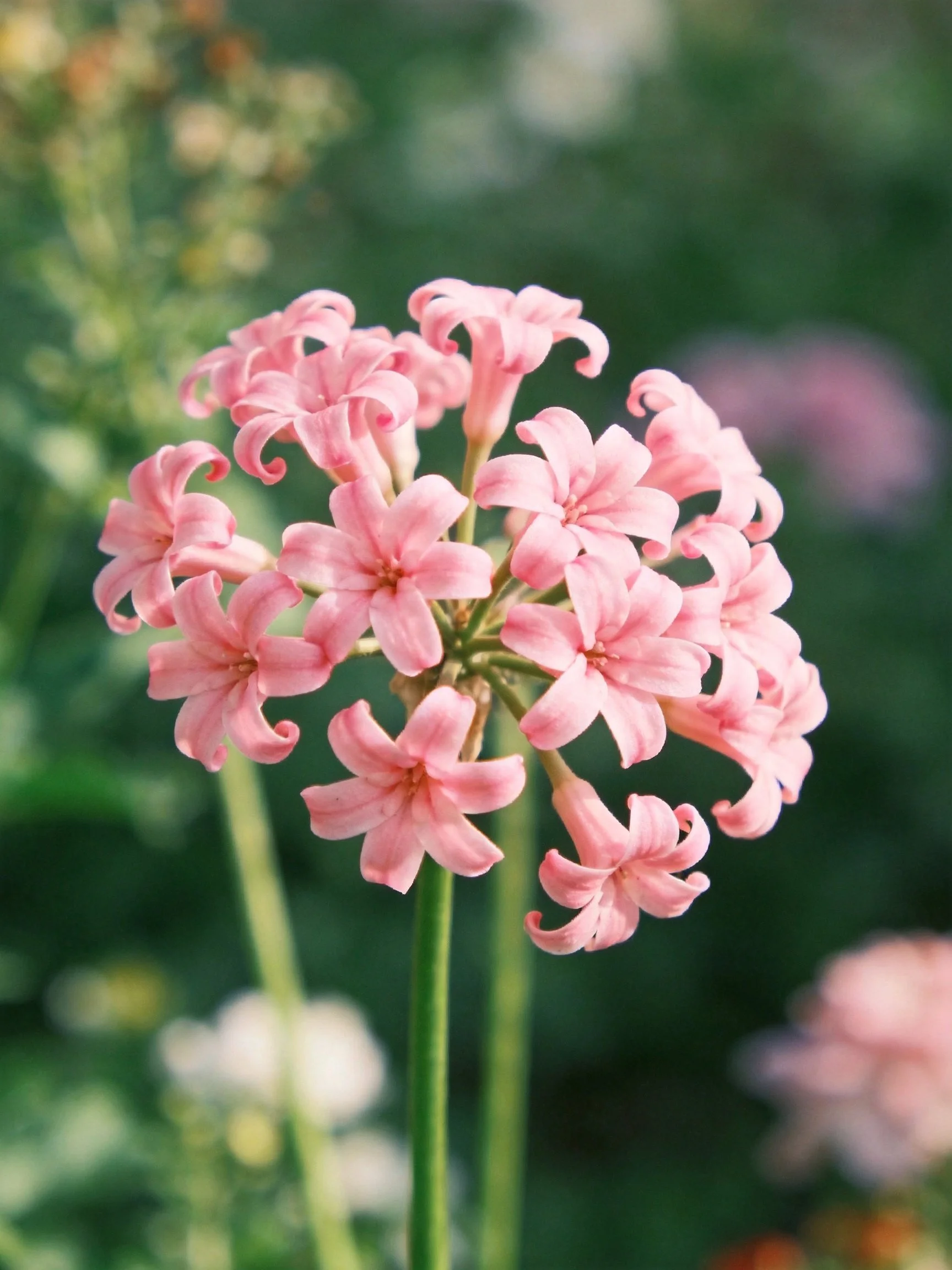 Pink clustered flowers with curled petals against green foliage