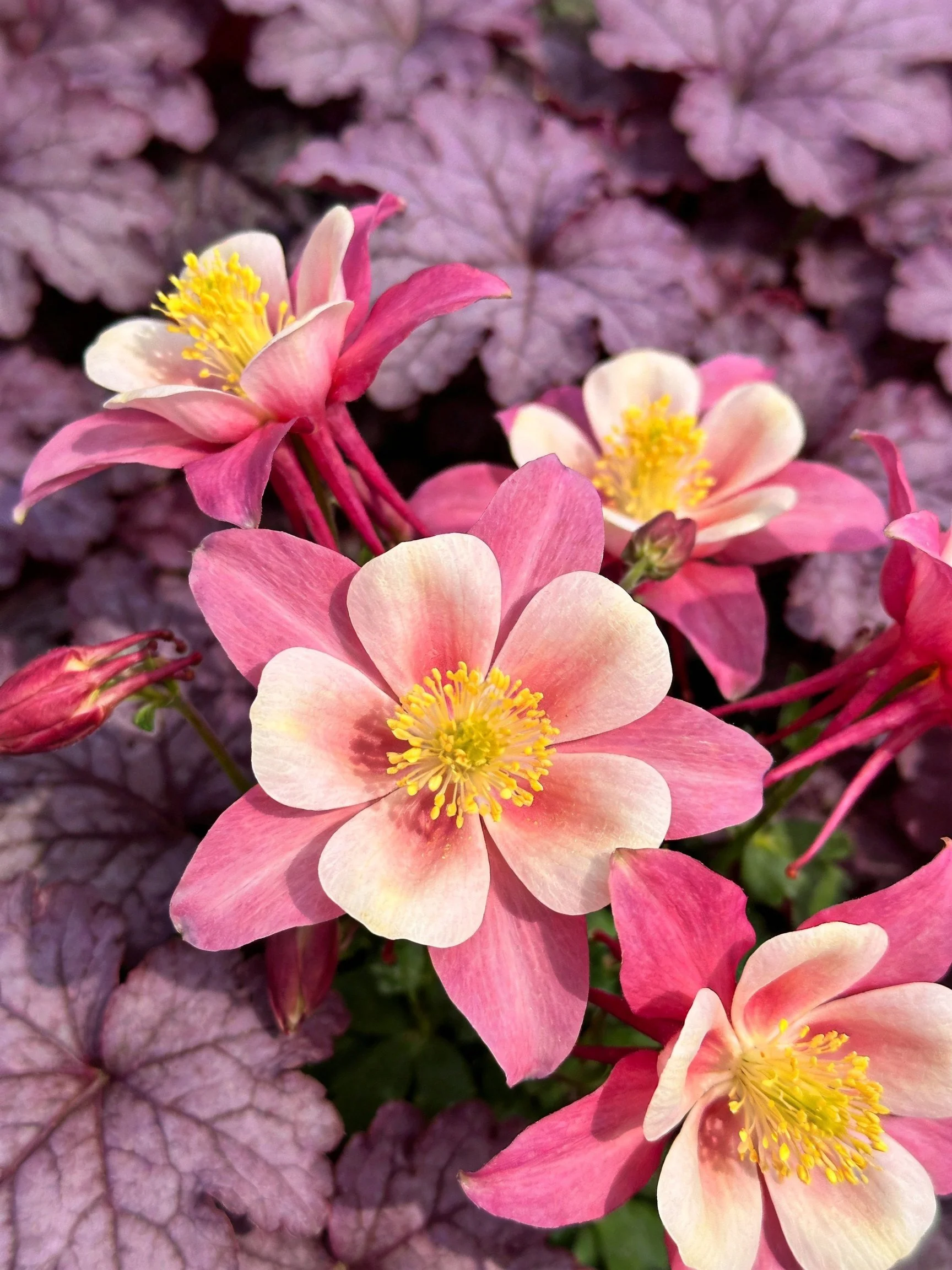 Pink columbine flowers with yellow centers amid purple foliage