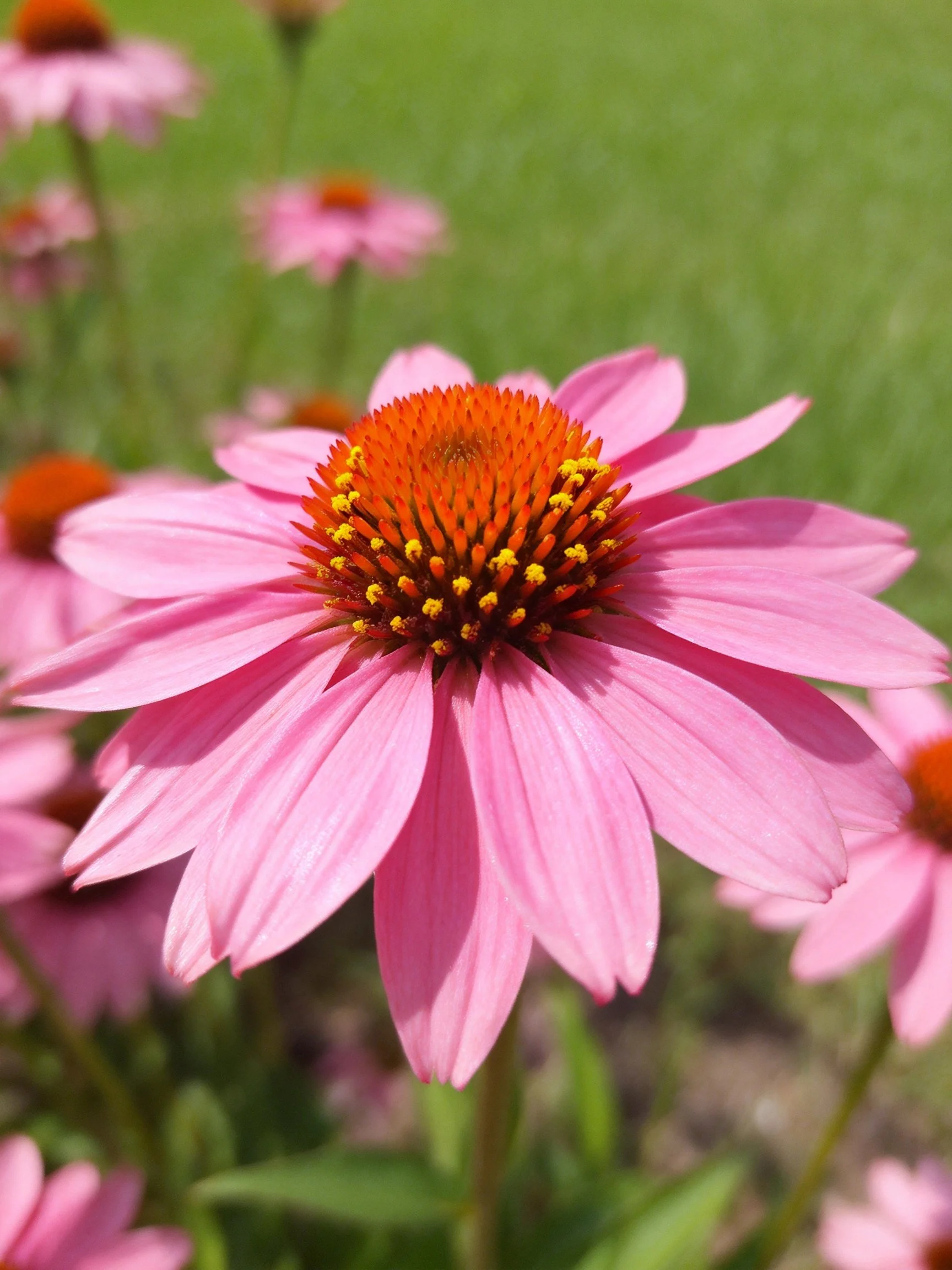 Pink coneflowers with orange centers in a green meadow