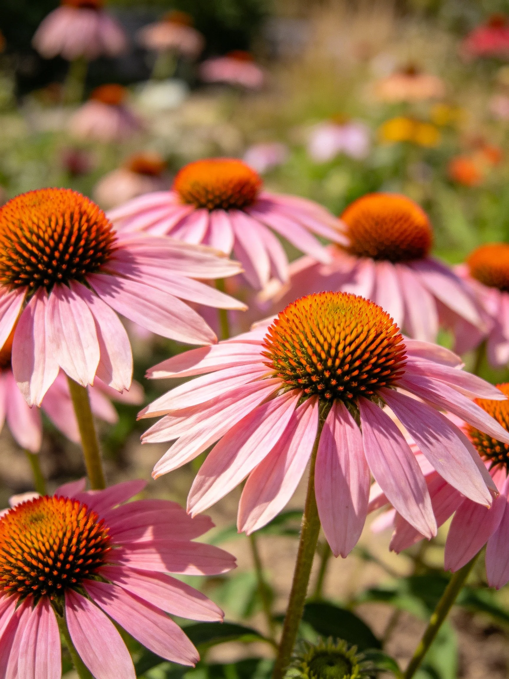 Pink coneflowers with vibrant orange centers bloom in a sunny garden