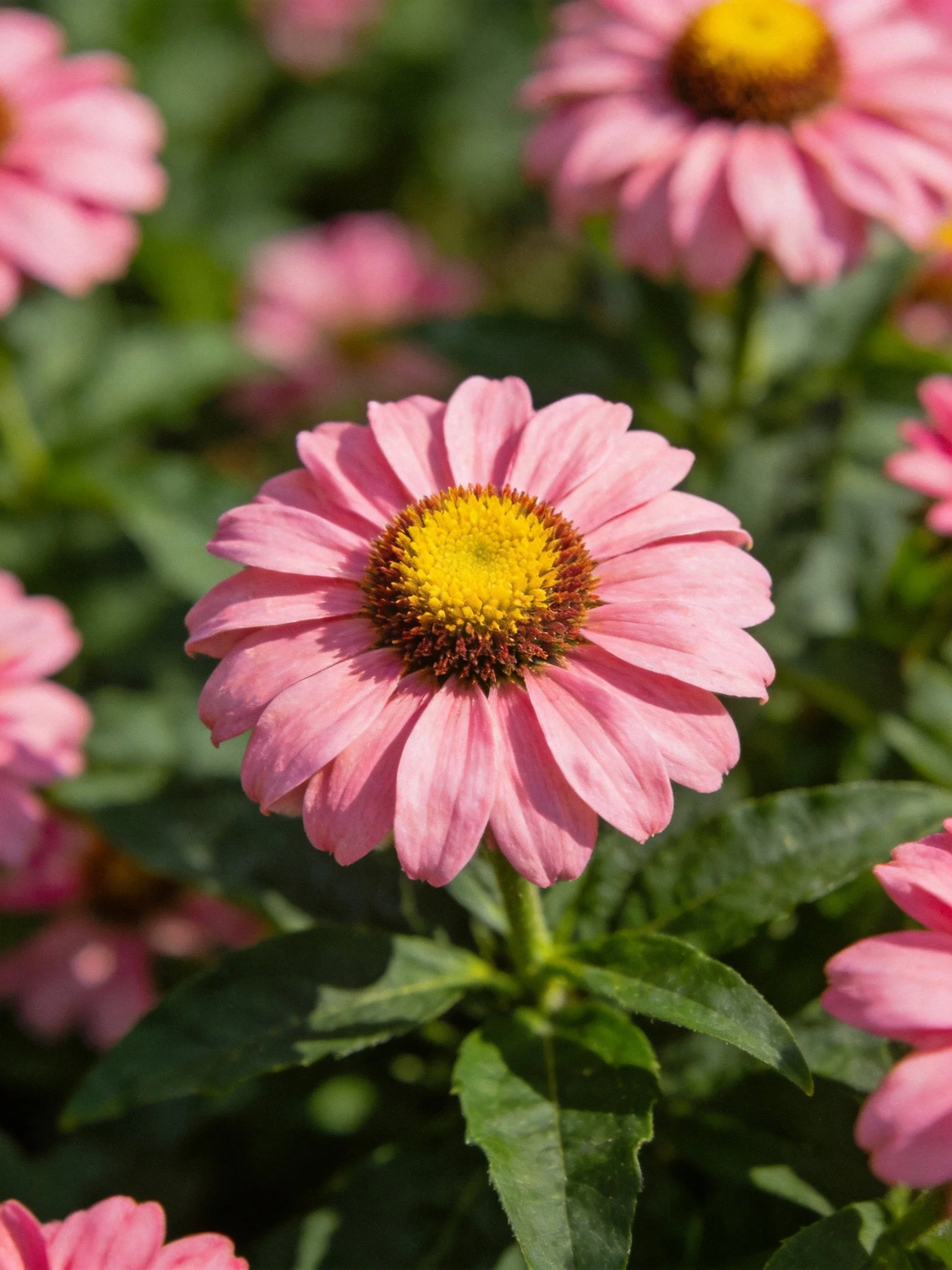 Pink coneflowers with yellow centers amidst lush green foliage