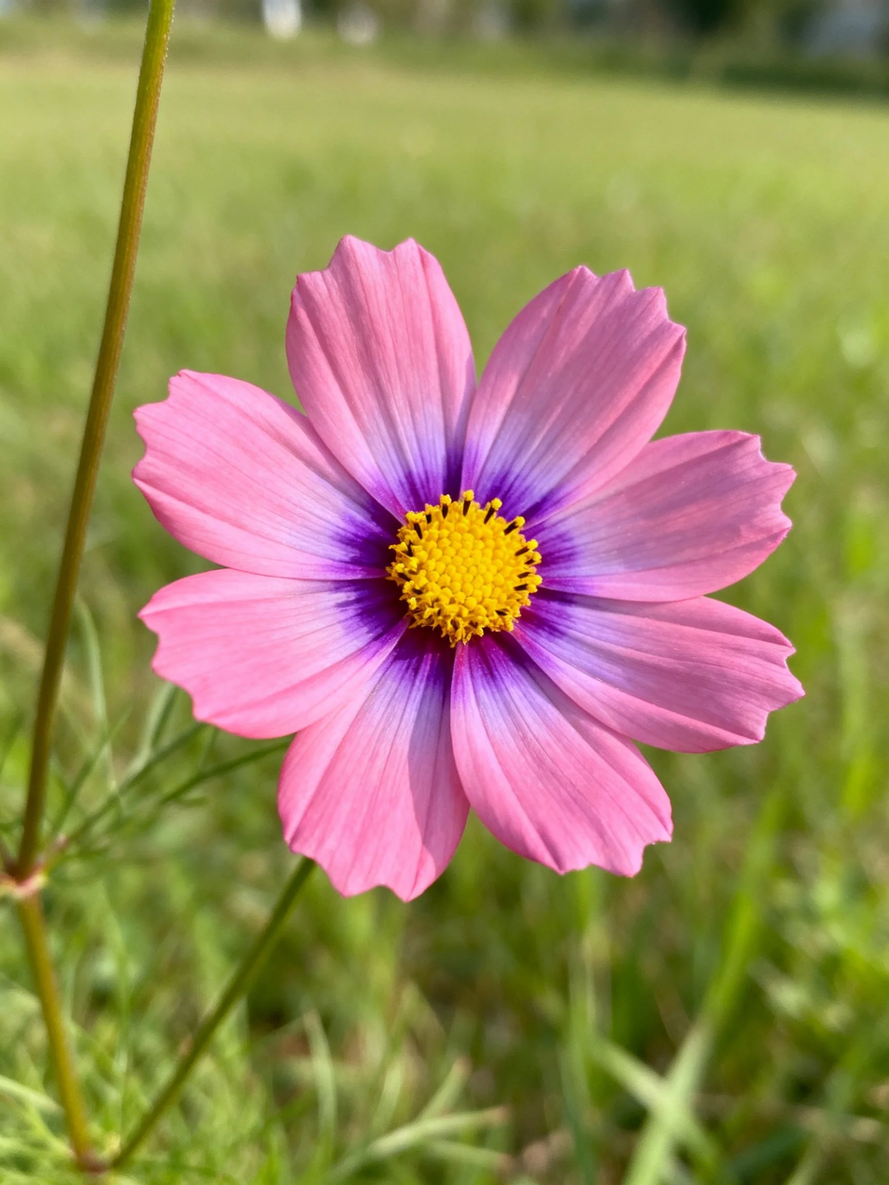 Pink cosmos flower with purple center and yellow stamens in green meadow