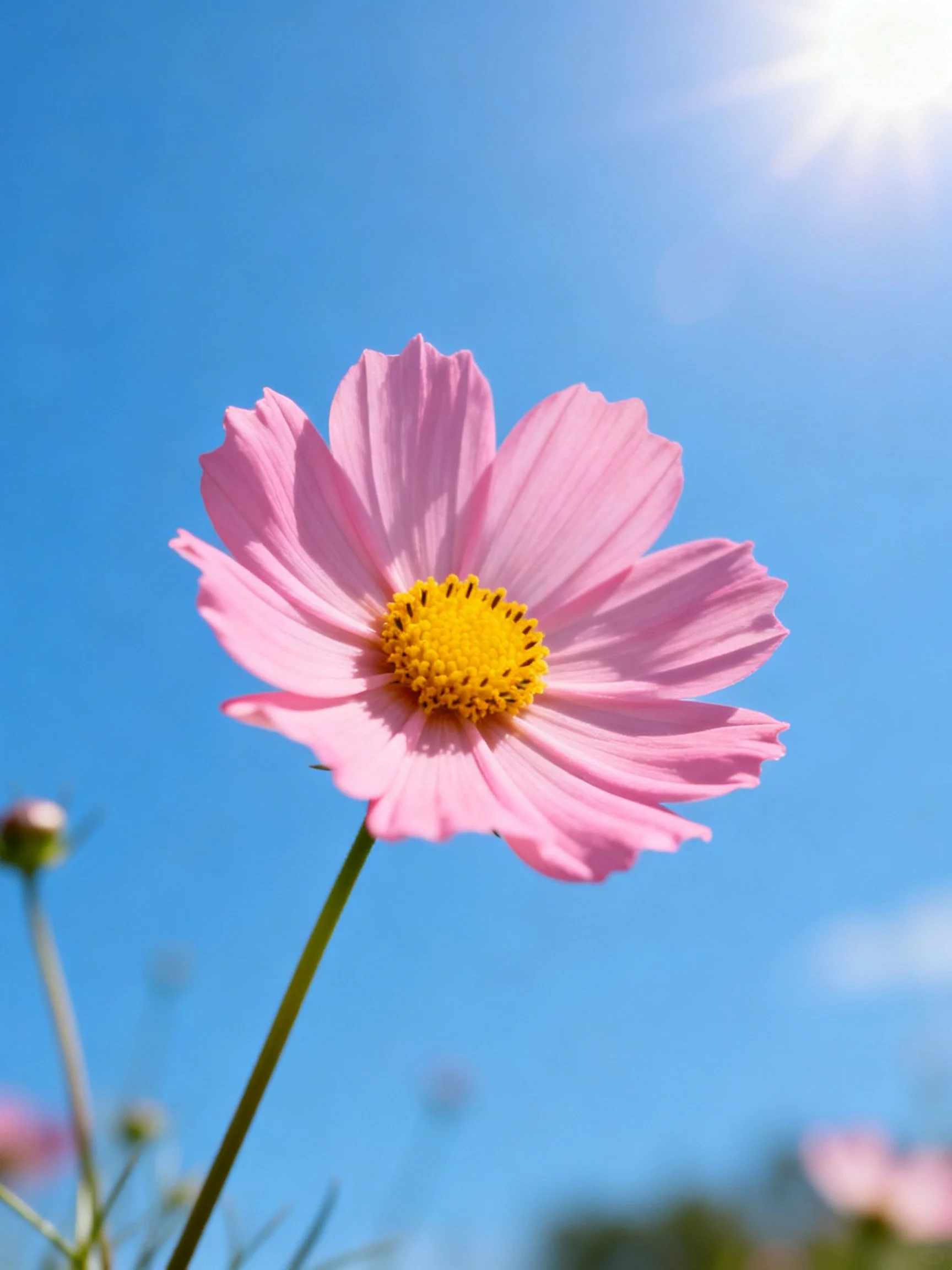 Pink cosmos flower with yellow center against clear blue sky