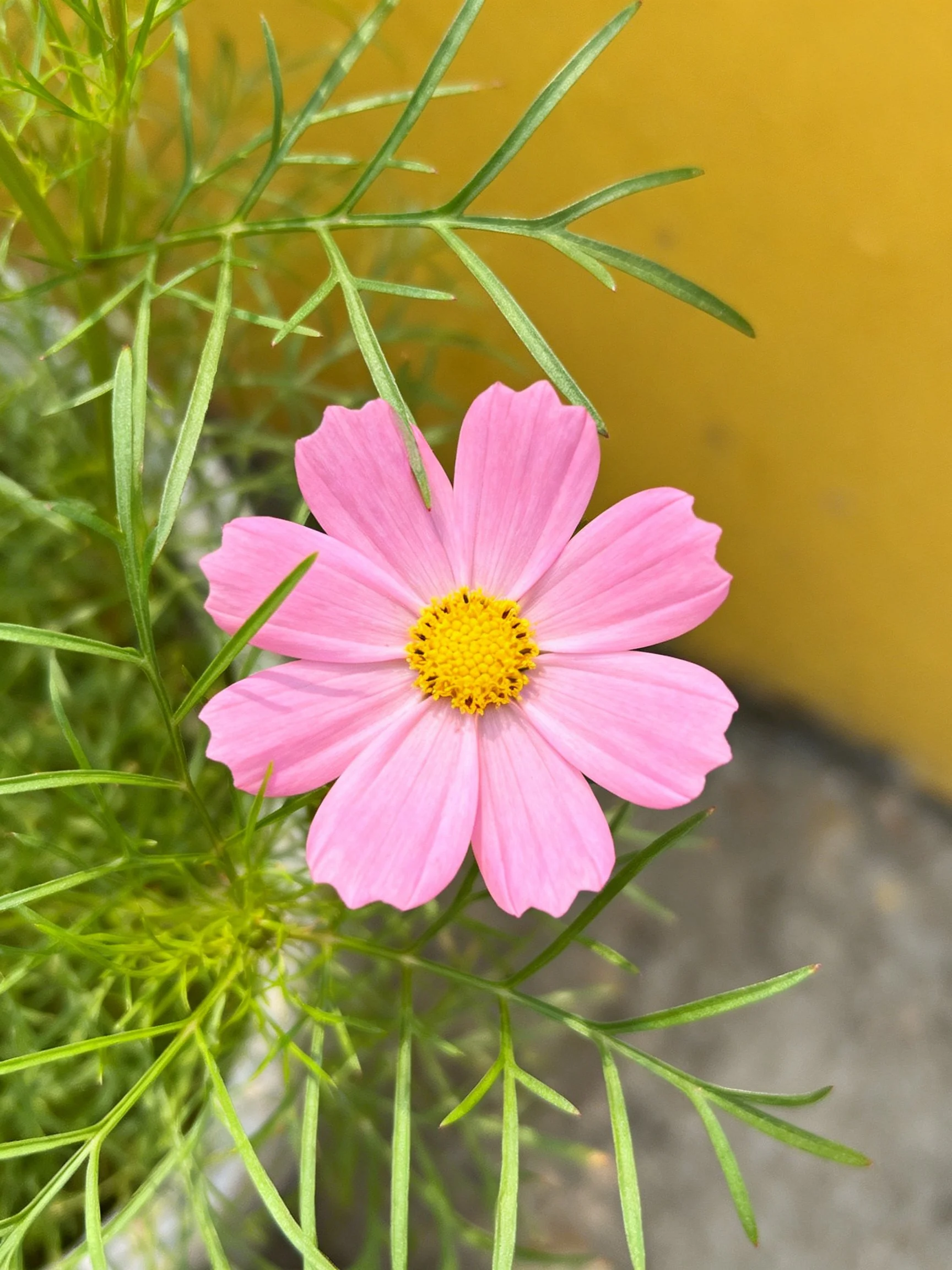 Pink cosmos flower with yellow center amidst green foliage