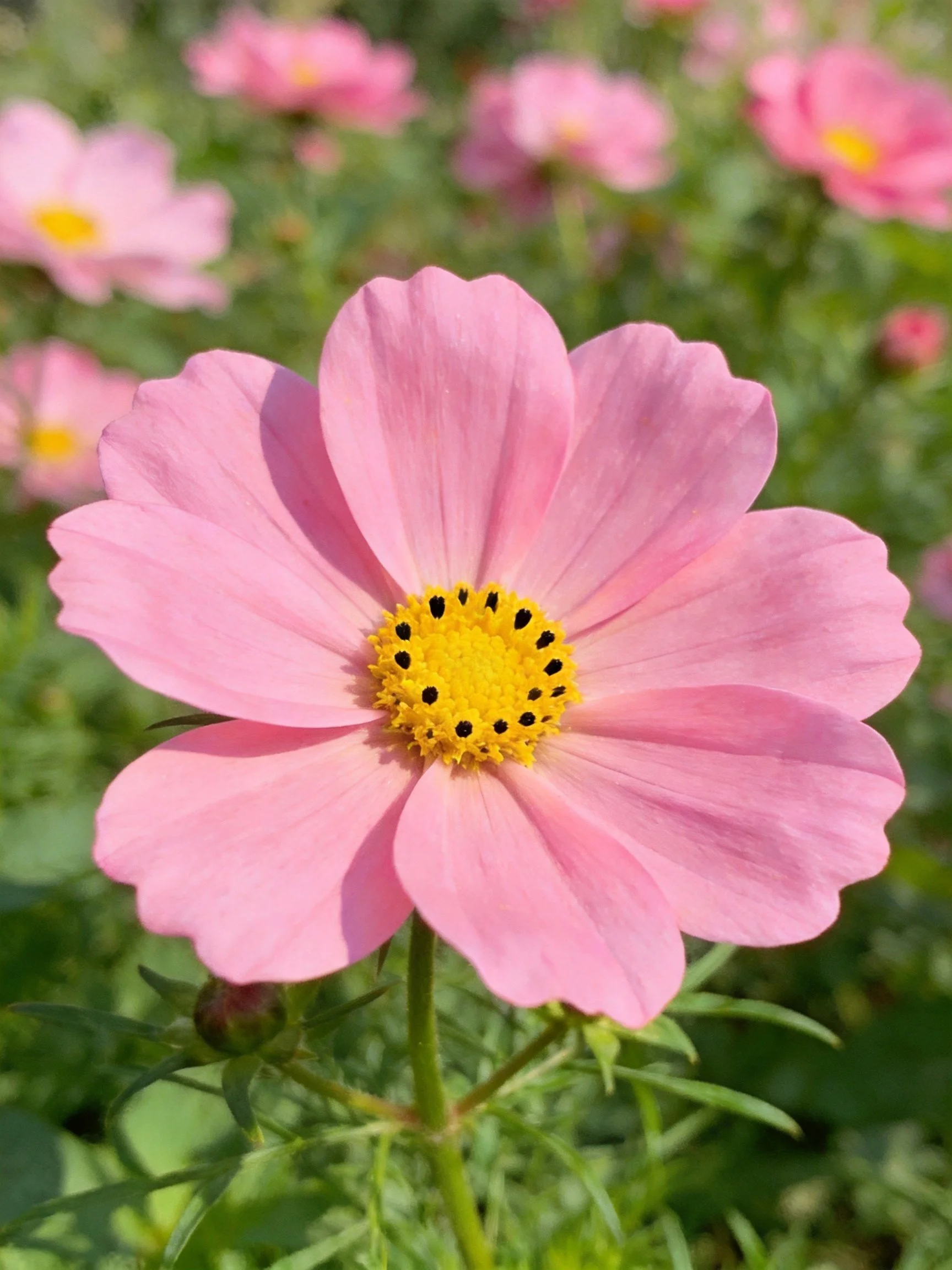 Pink cosmos flower with yellow center amidst green foliage