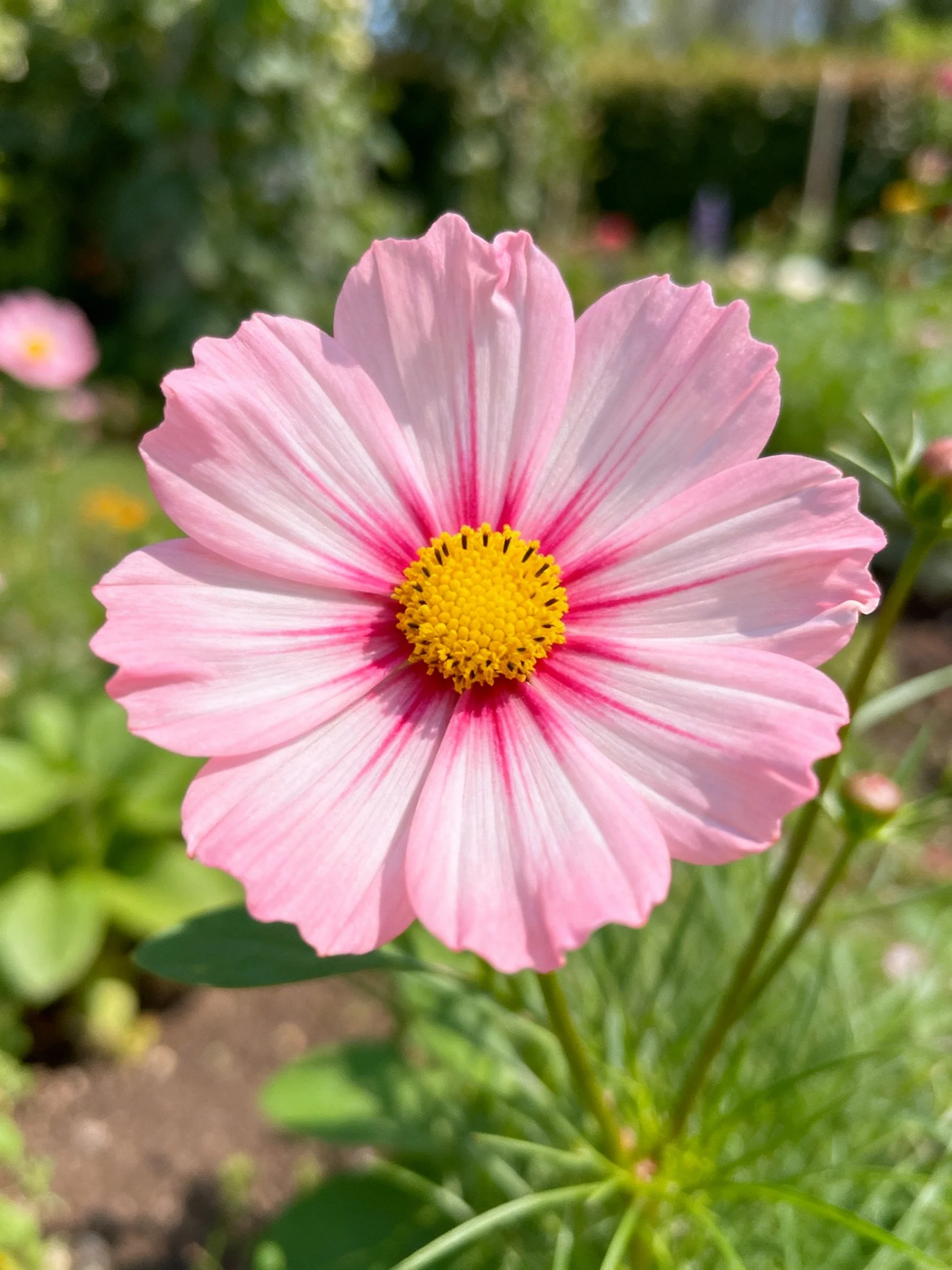 Pink cosmos flower with yellow center in a lush garden