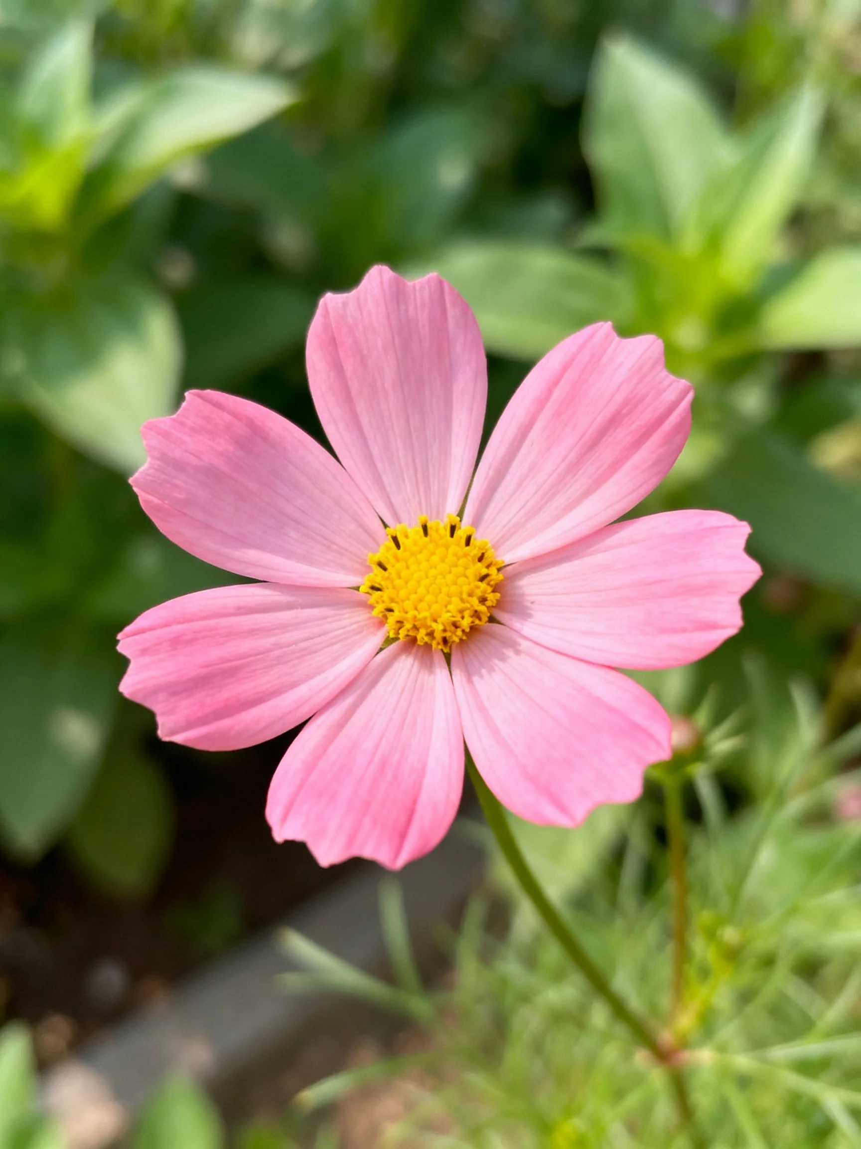 Pink cosmos flower with yellow center in green foliage